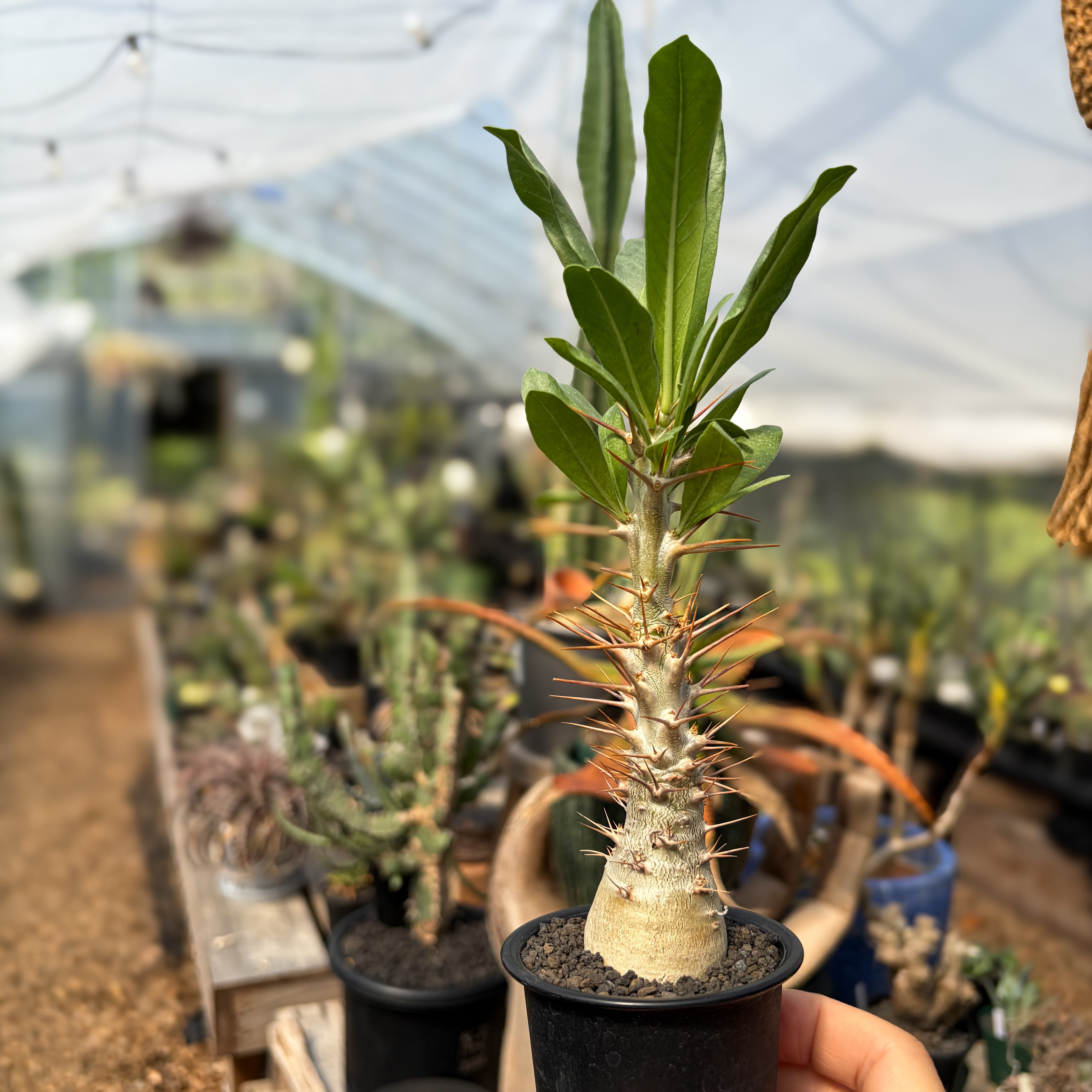 Pachypodium Lealii【パキポディウム・レアリー・実生】 | RIMO'S