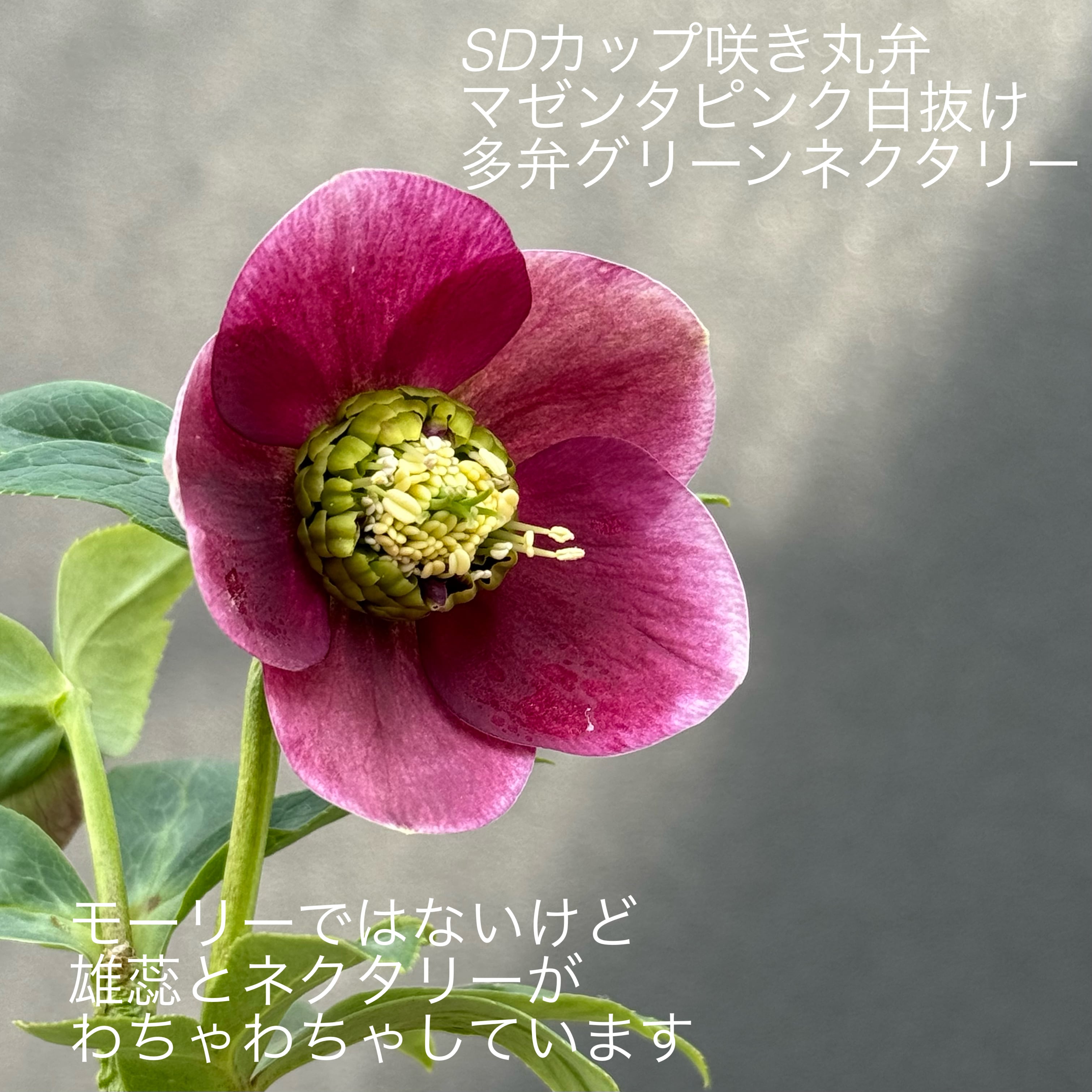 加藤農園クリスマスローズ開花株 超レア！SDモーリーイエロー