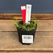 【クリアランス】ペペロミア jamesoniana Ecuador【82】