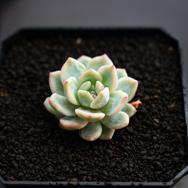 カット苗 モンロー錦 子苗 Echeveria 'Monroe Variegated'