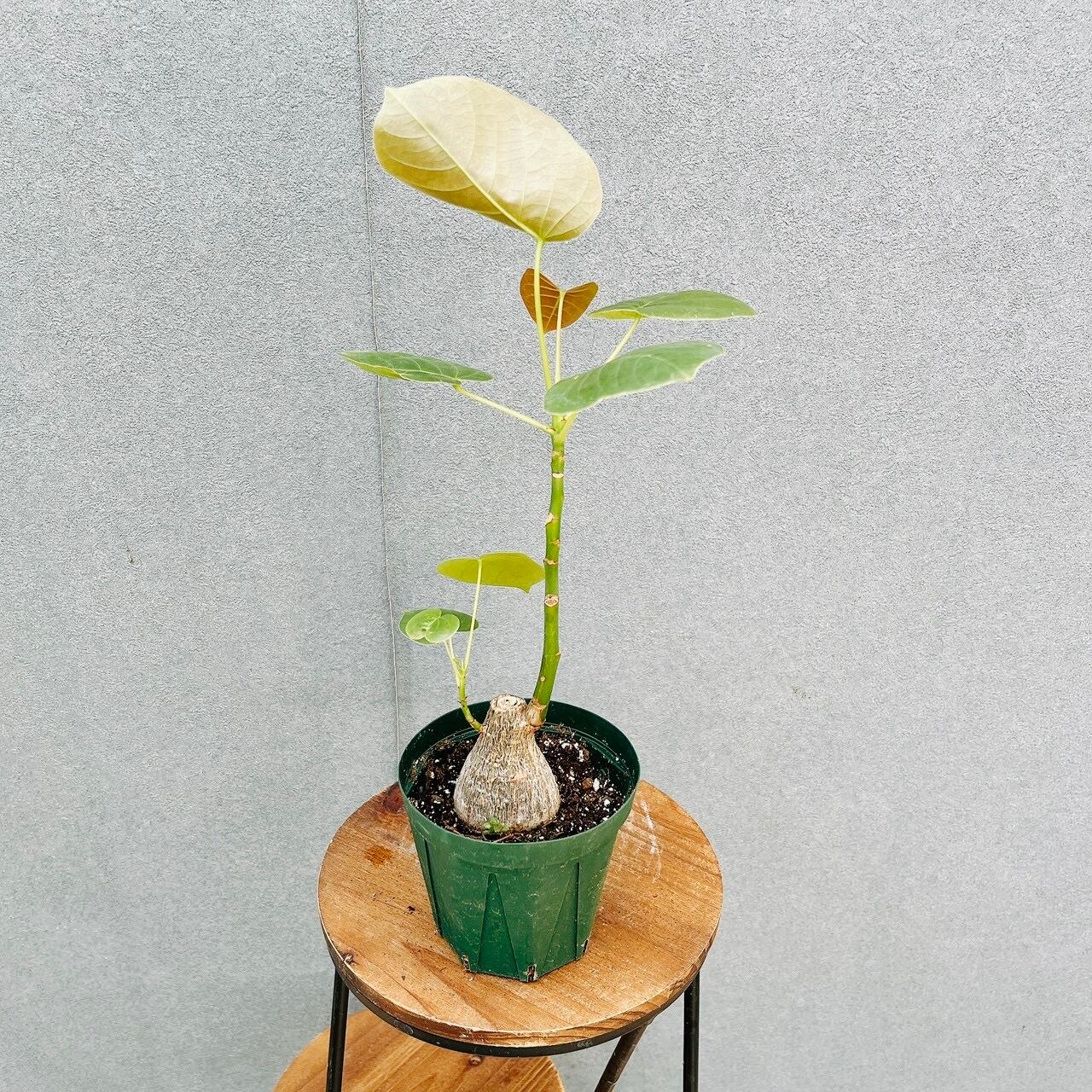現品］1番 クロトン 8号 観葉植物 室内 大型 カラーリーフ おしゃれ