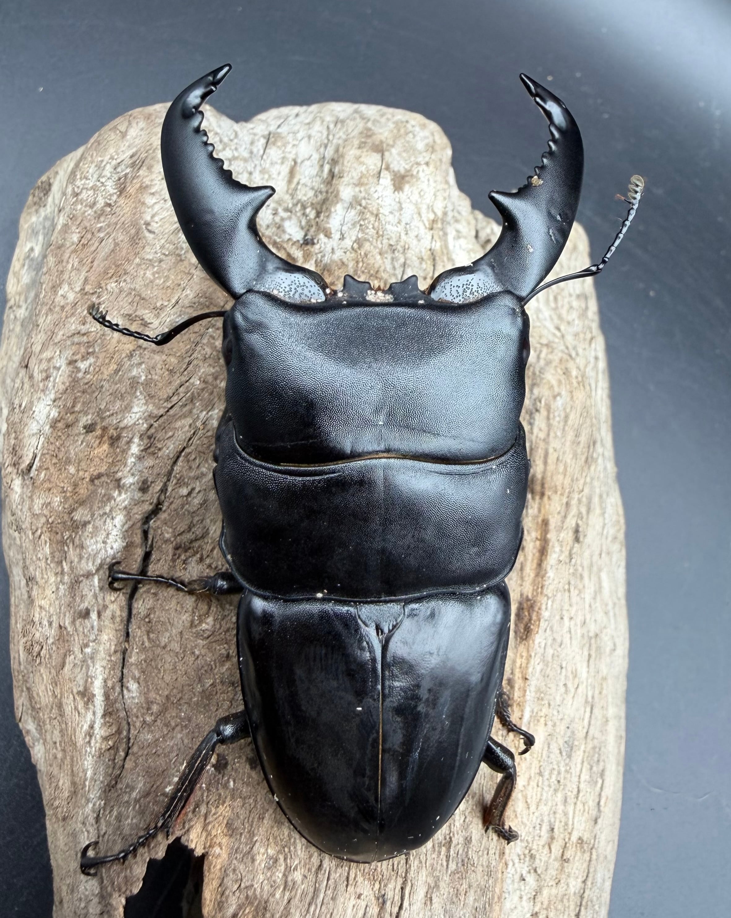 WD】《スマトラオオヒラタ パダン産 87mm ペア》 | KPW公式オンライン