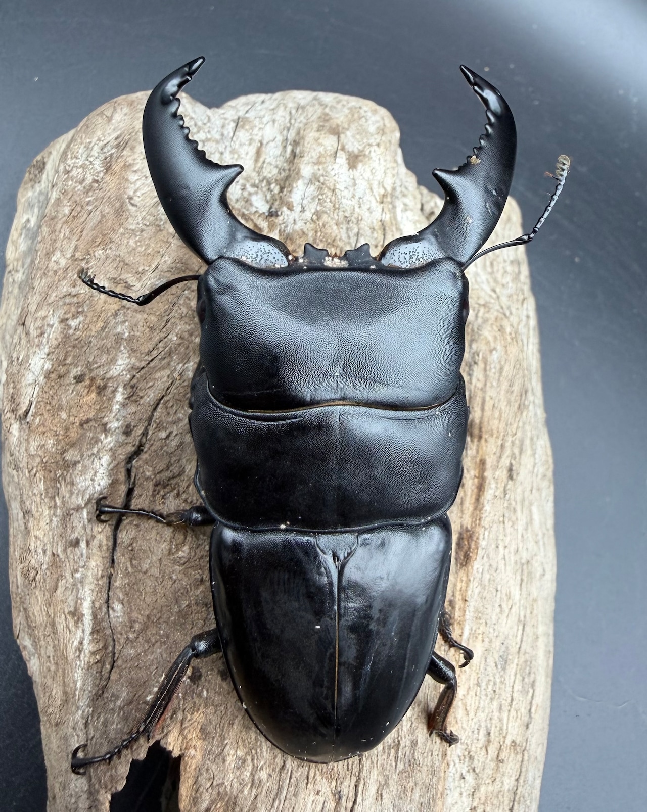 【WD】《スマトラオオヒラタ パダン産 87mm ペア》