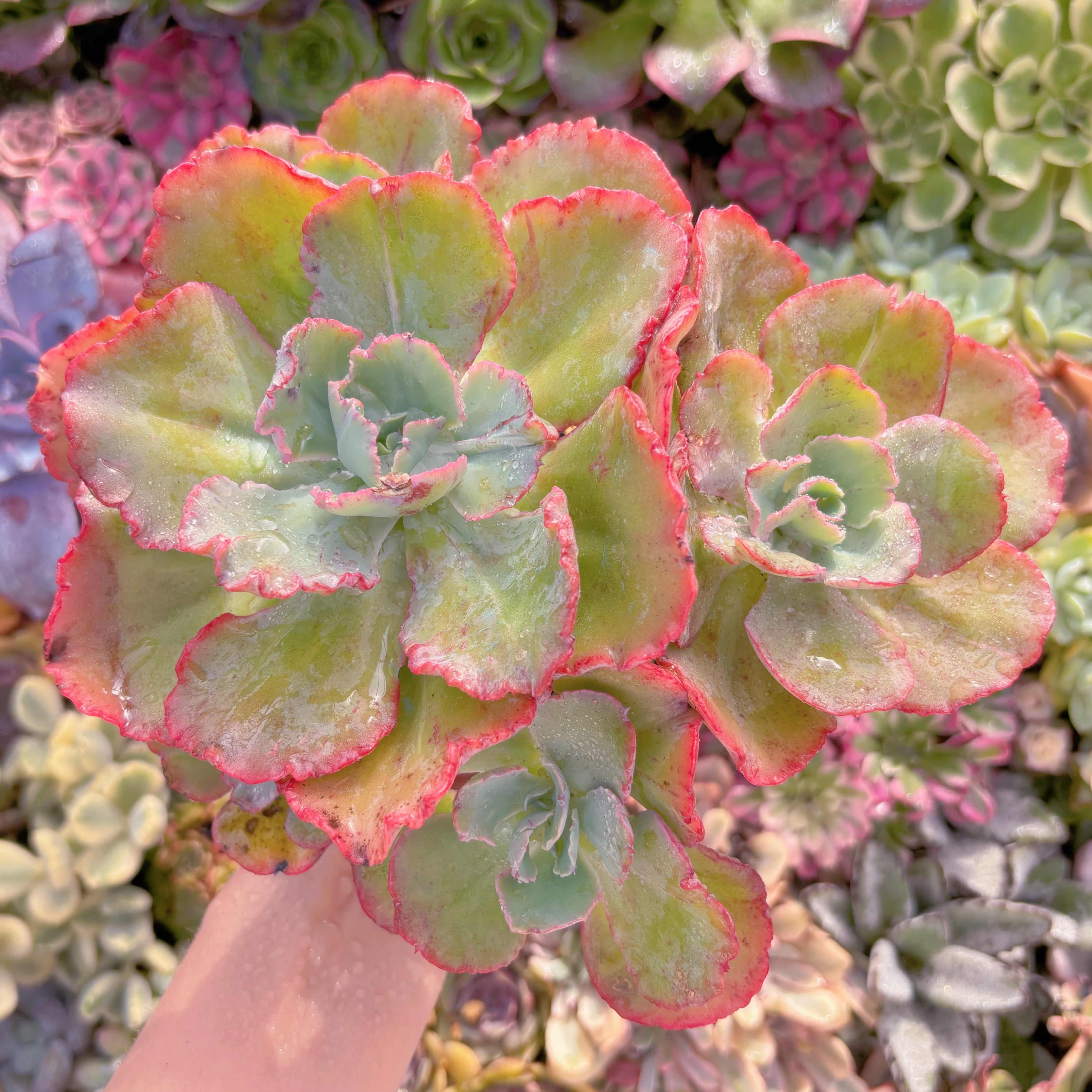 現品　火山女神#A092　特大群生　るる農園