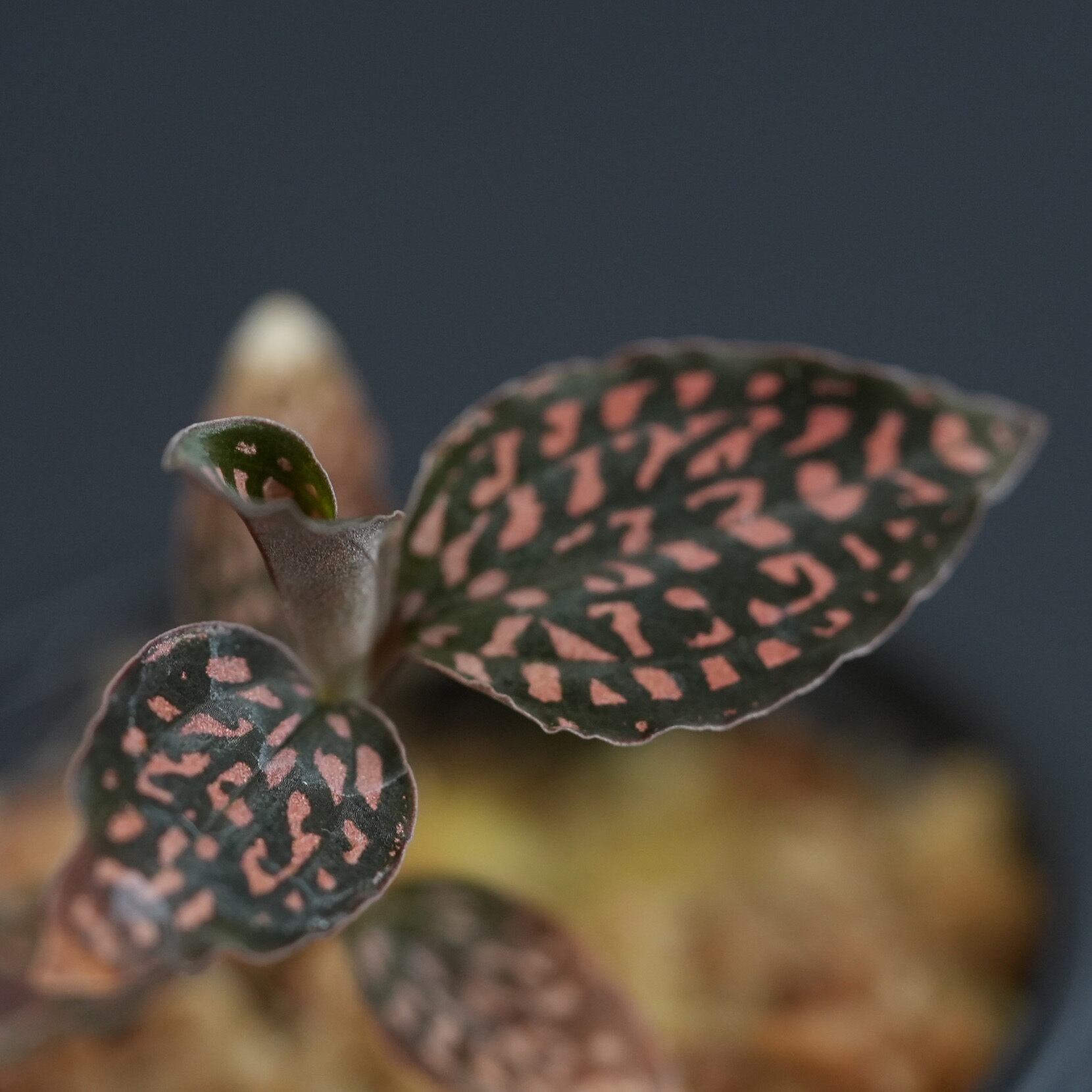 ジュエルオーキッド,tridax red 【公式通販】