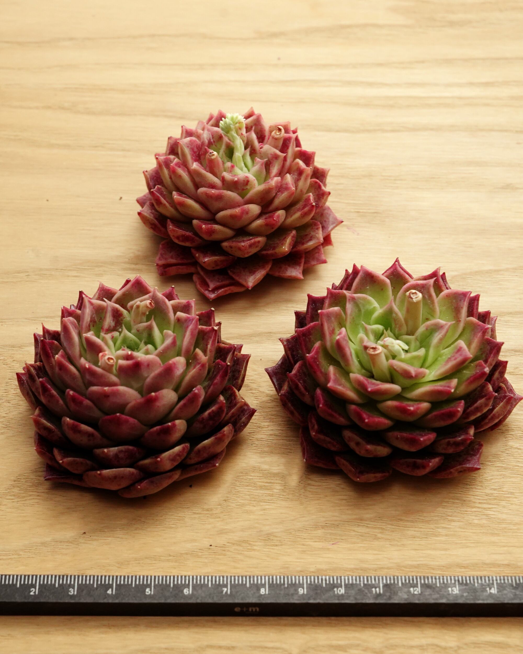カット苗 コロロ Echeveria 'Cororo' | PUKUBOOK SUCCULENTS