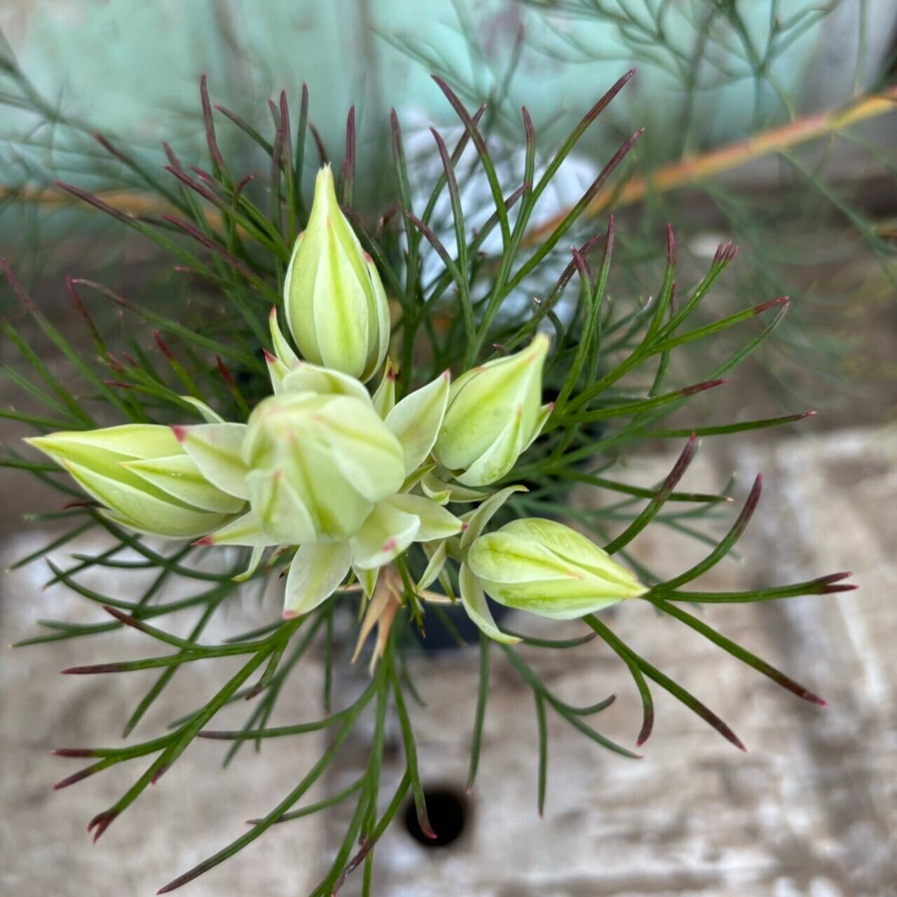 ジョーイセルリア ブラッシングブライド③ | 沼ノ上農園