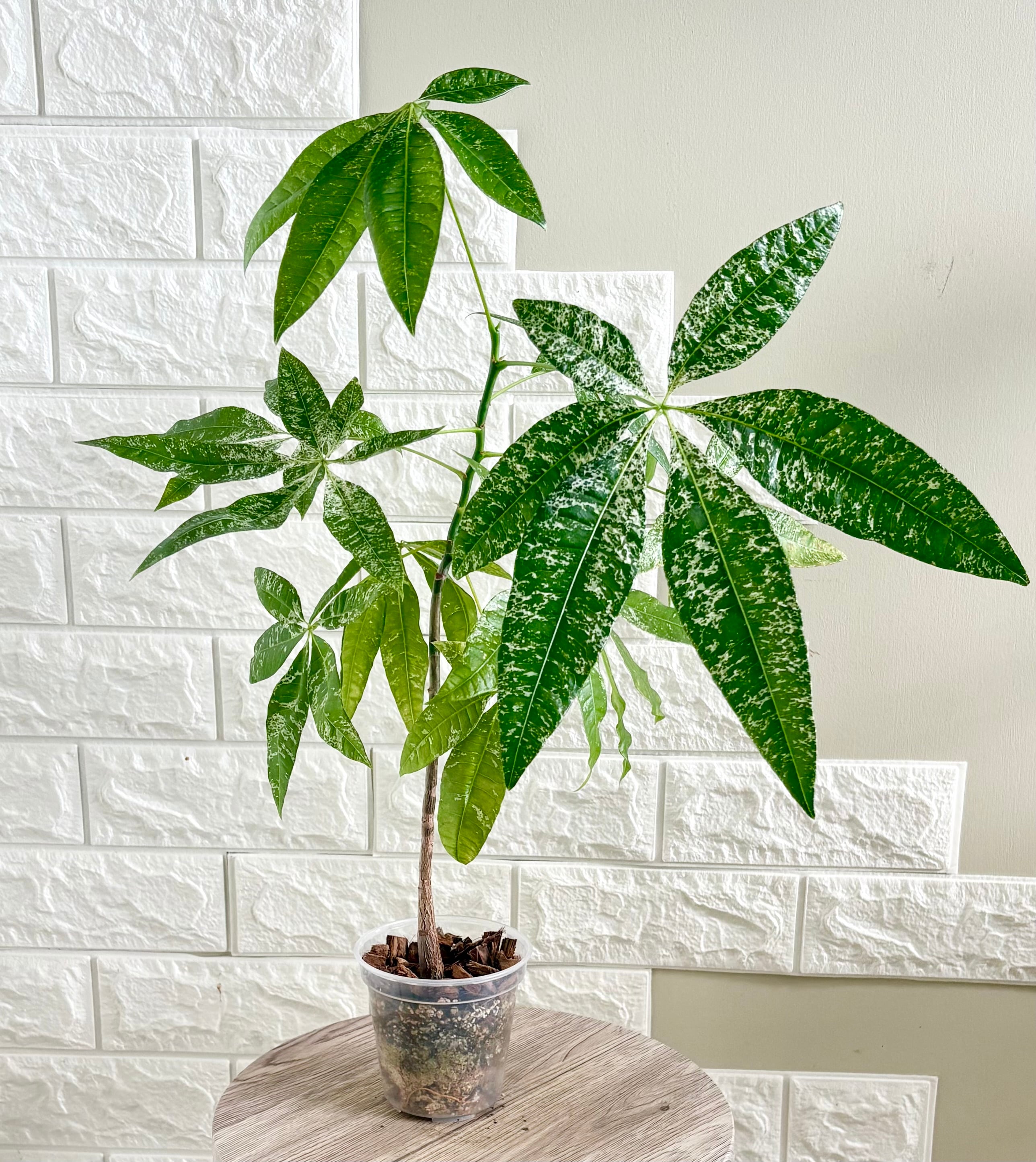 現品】実生苗 斑入りパキラ ミルキーウェイ 観 | 観葉植物のお店