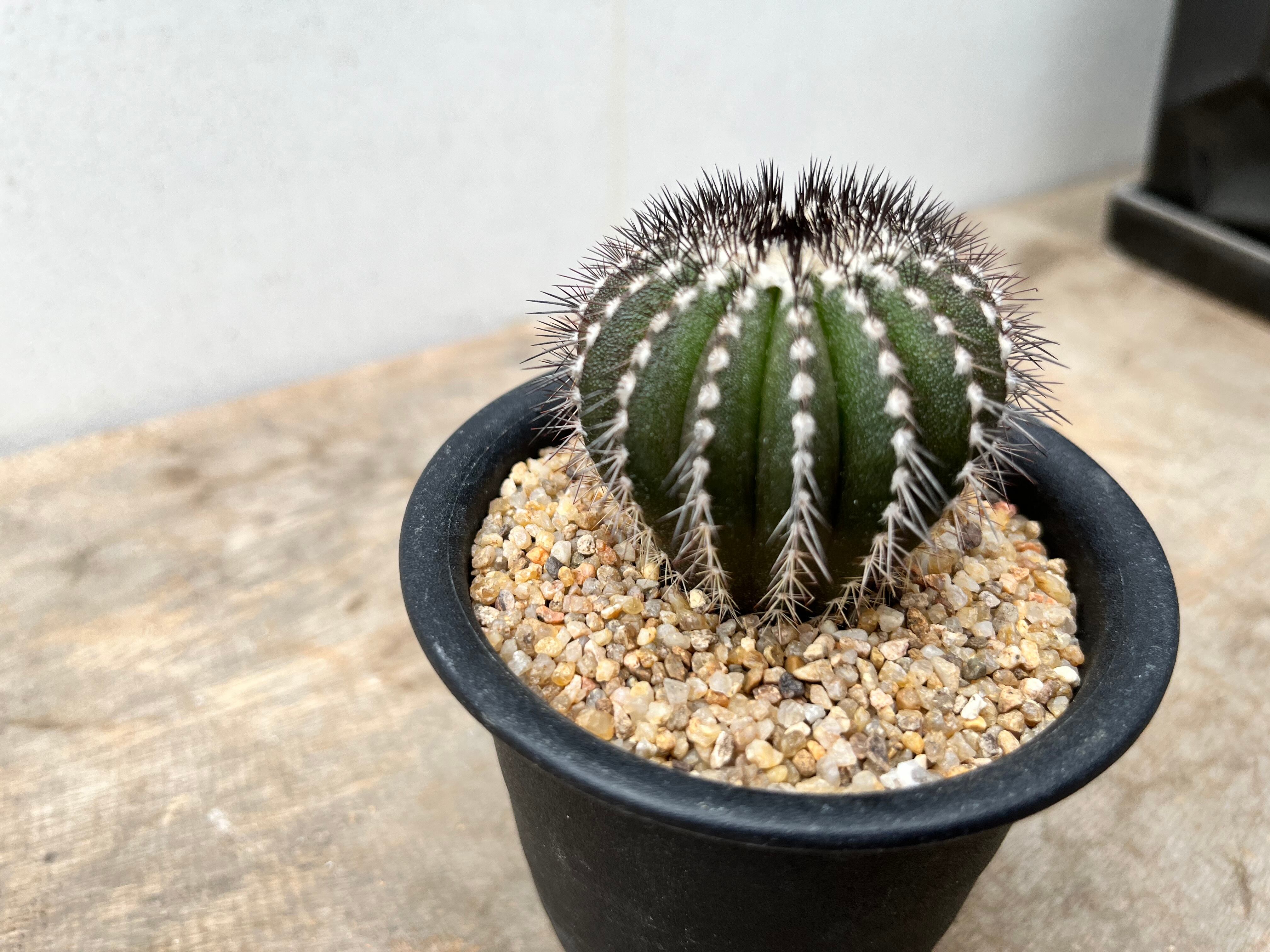 ペクチニフェラ サボテン 大株