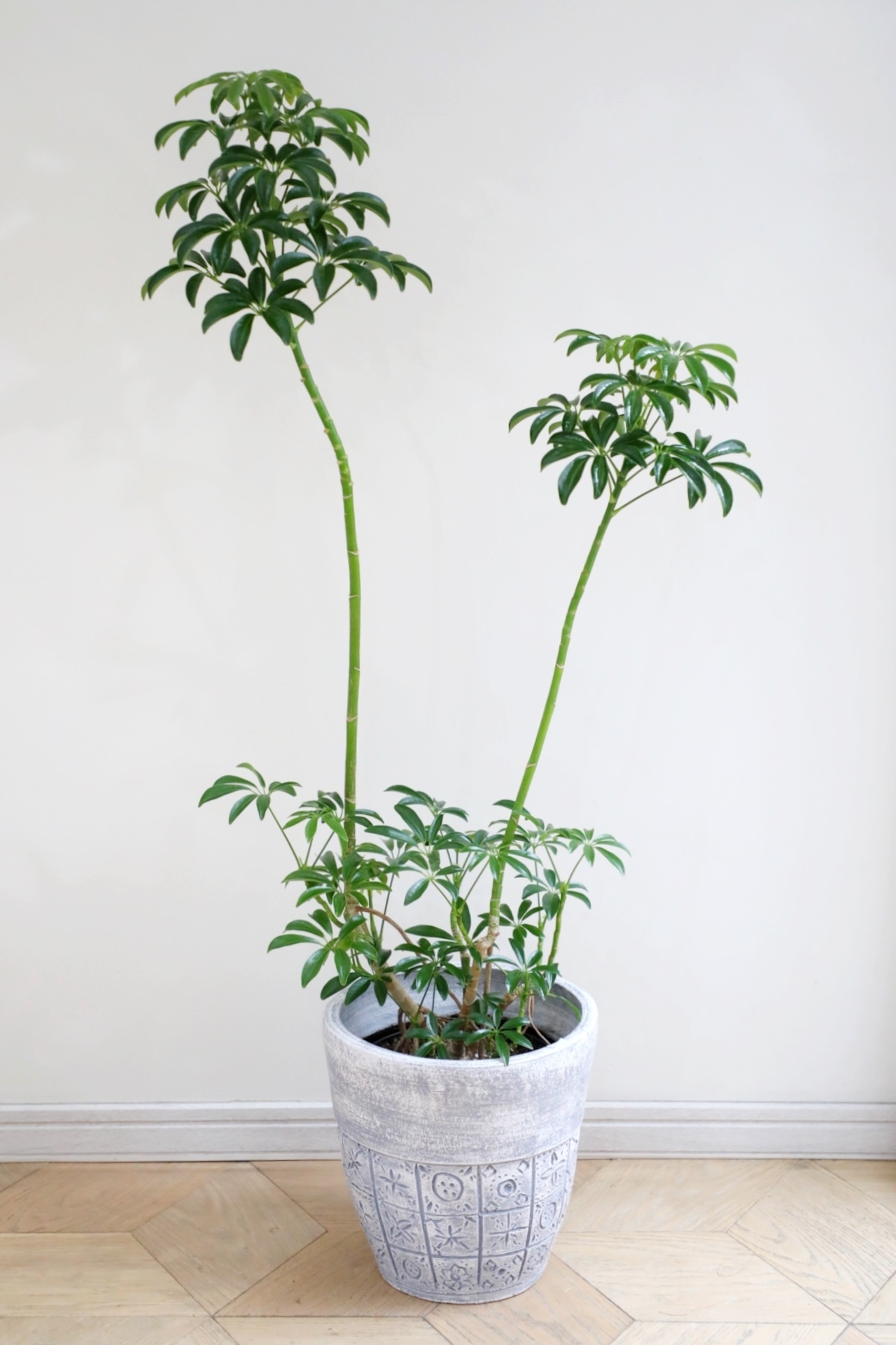 【L/110cm】シェフレラコンパクタ/ Schefflera