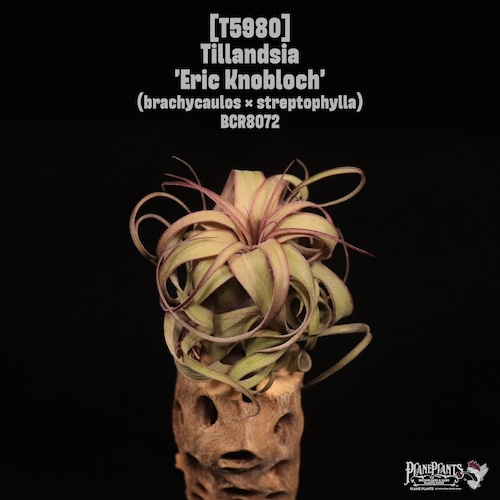 Tillandsia 'Eric Knobloch'〔ティランジア〕T5980