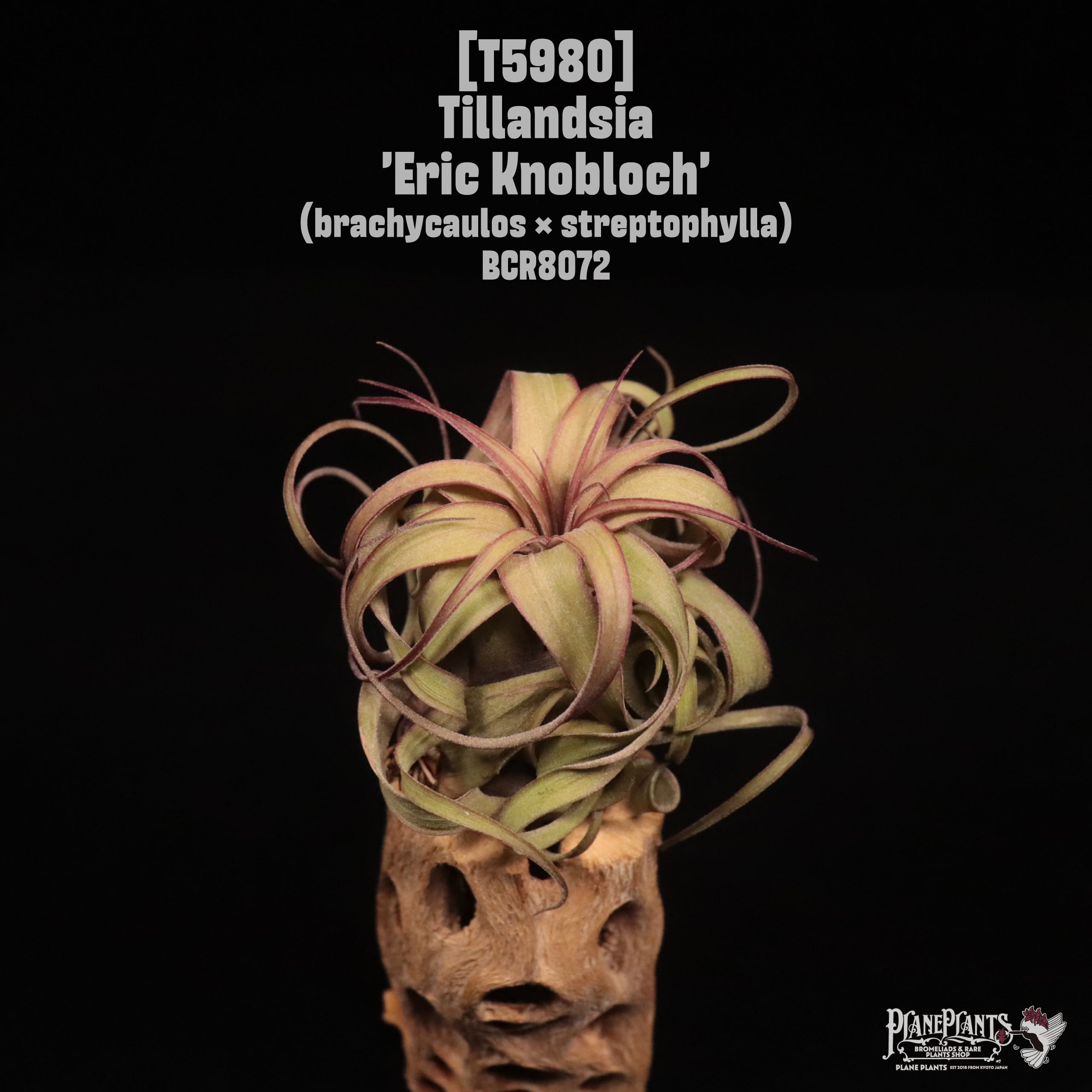 Tillandsia 'Eric Knobloch'〔ティランジア〕T5980