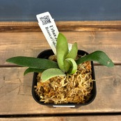 【UJビカクフェア】【抽選販売】ビカクシダ 選抜4種セット（限定2）｜送料無料 15％OFF
