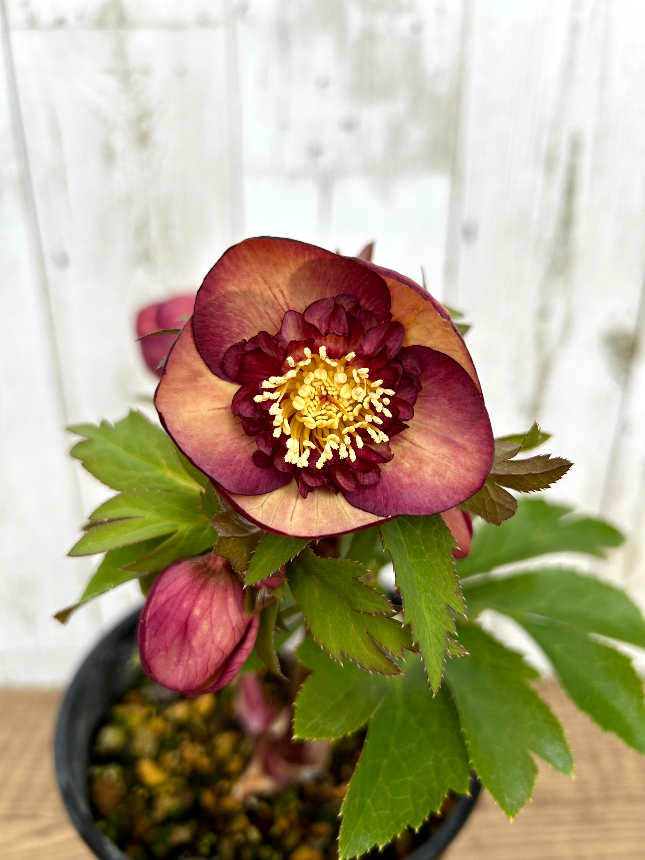 ALL ITEM | フラワーガーデン泉 オンラインショップ