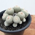 Epithelantha micromeris【エピテランサ・月世界】