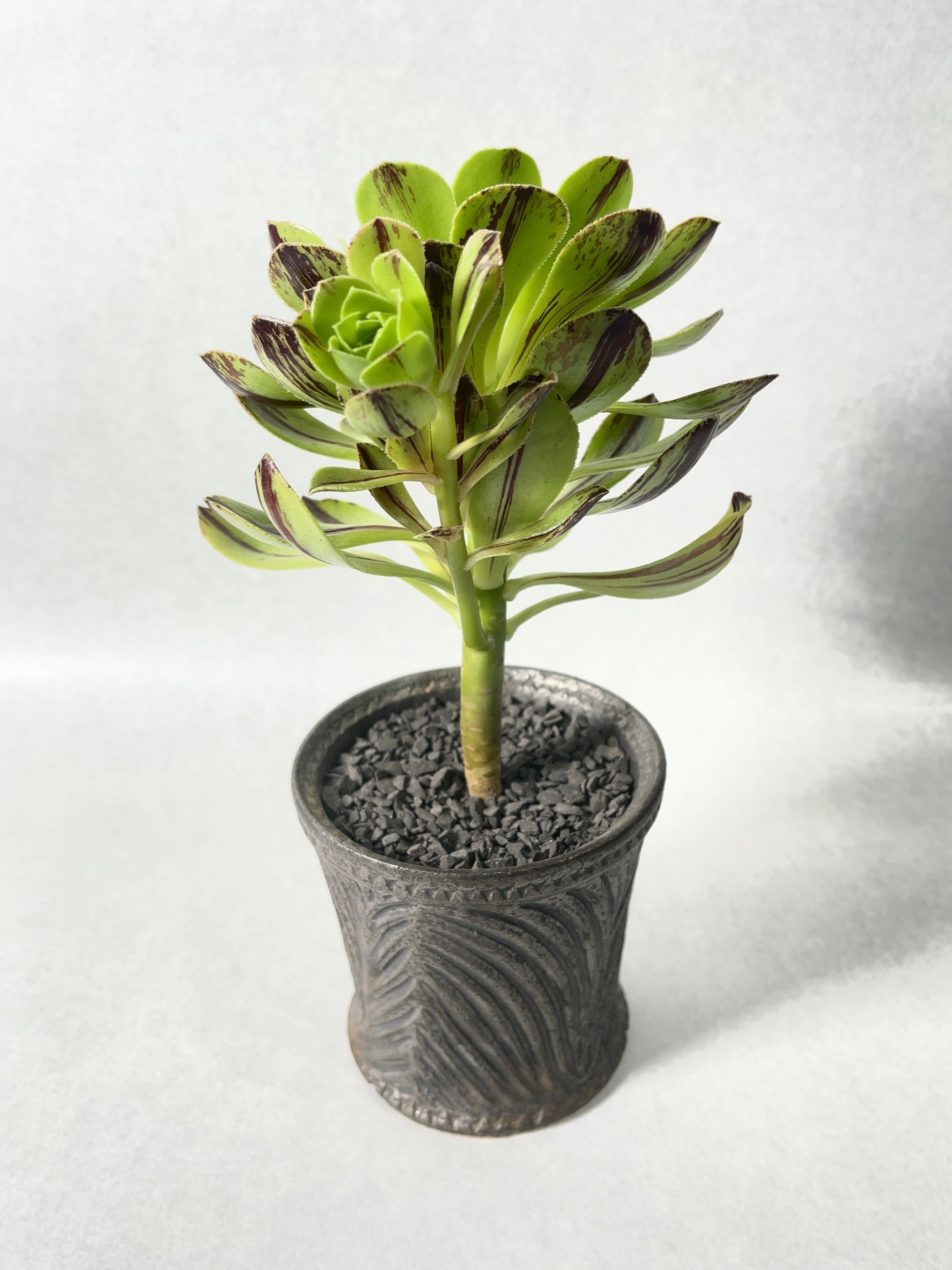 アエオニウム・グリーンファイヤー | trigger