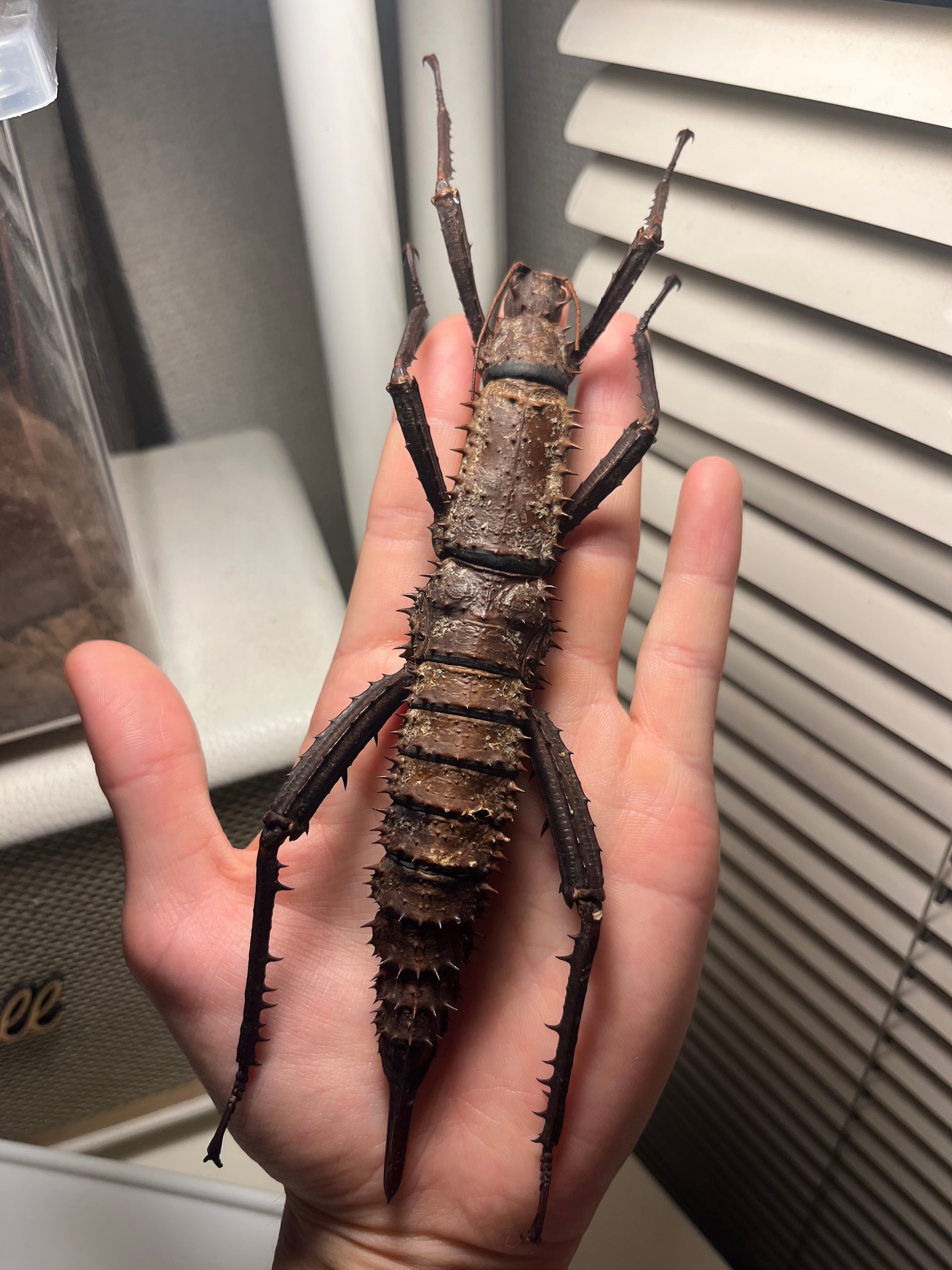 オモニキチュウ