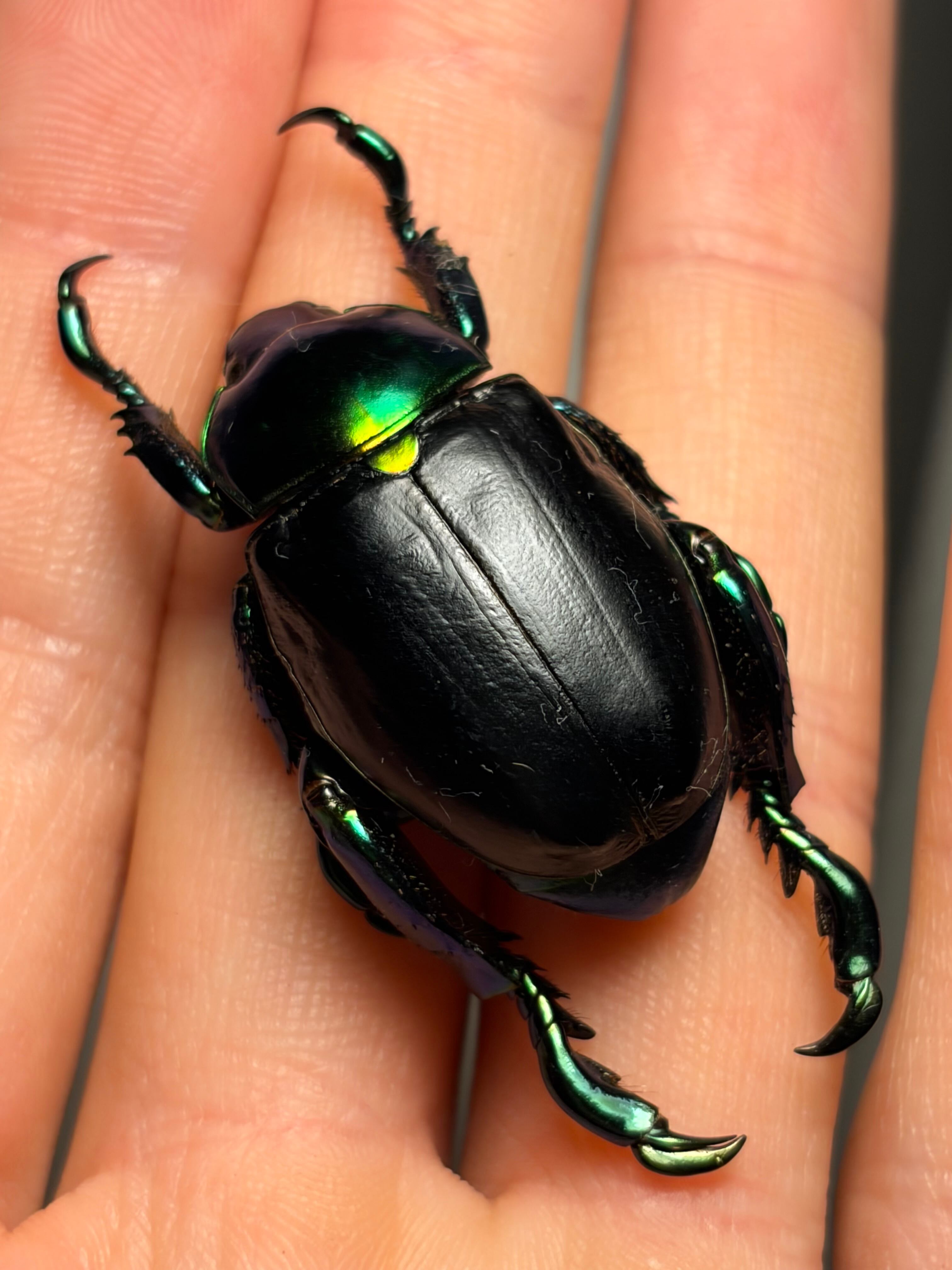 巨大32mm】Pelidnota burmeisteri 標本 プラチナコガネ ウグイスコガネ