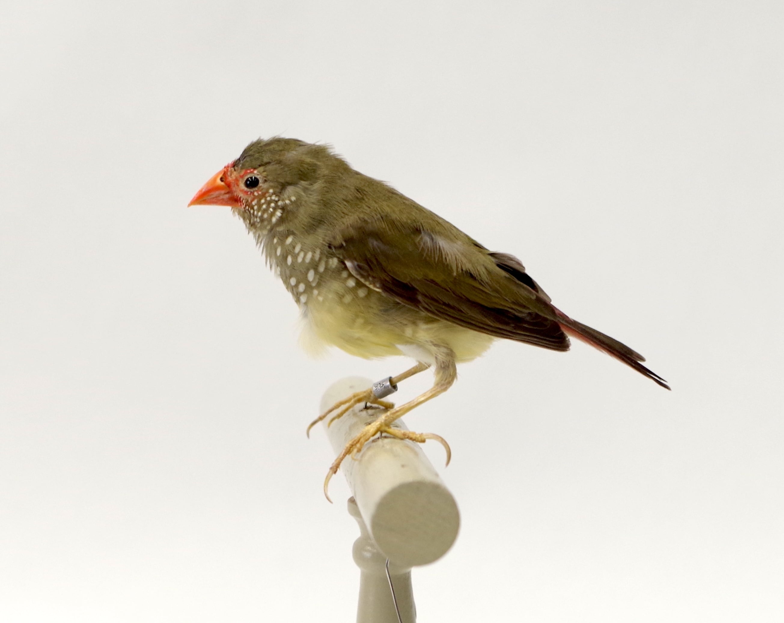 剥製 | アトリエ杉本