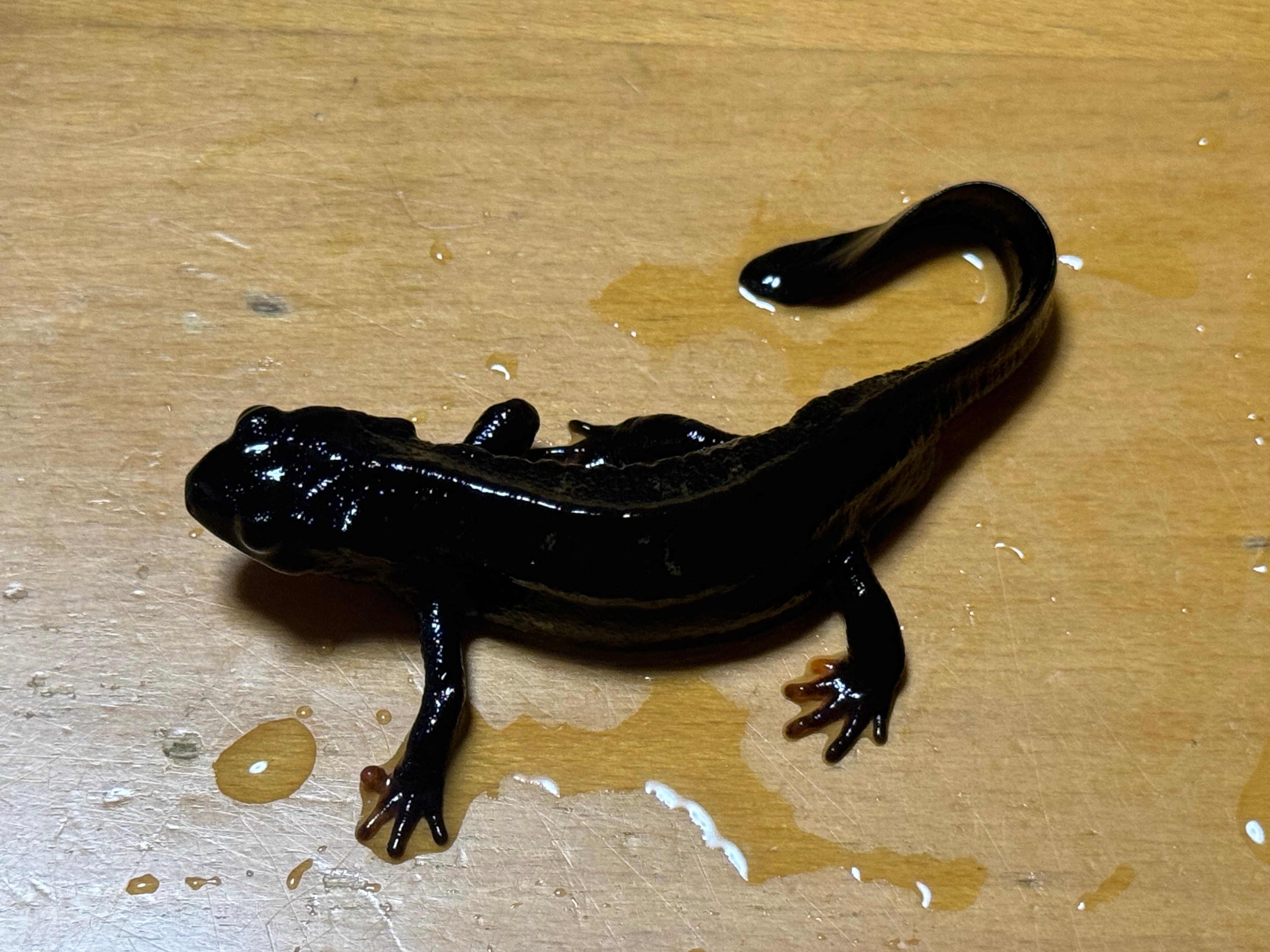 九居堂