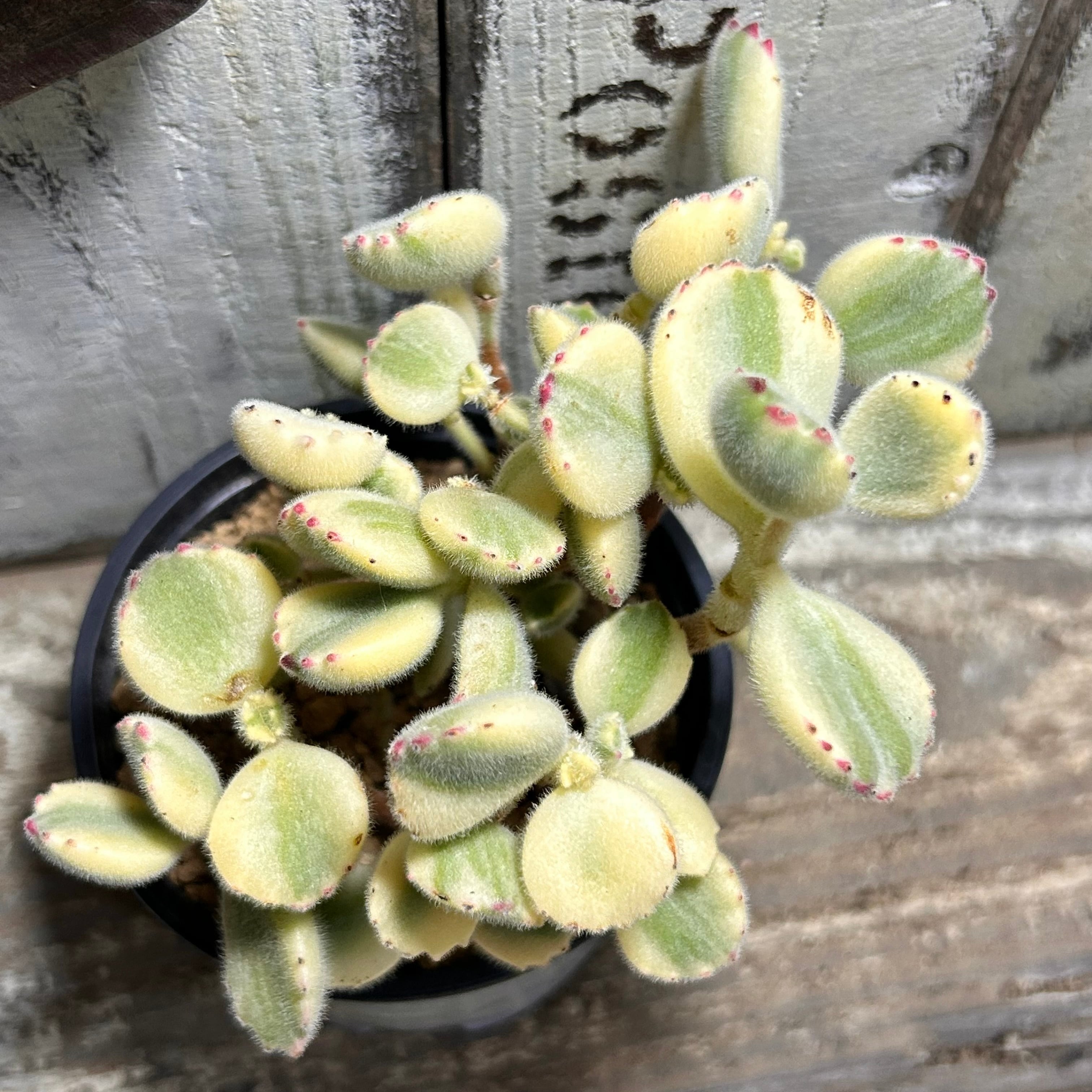 錦 | RuPo 多肉植物専門店