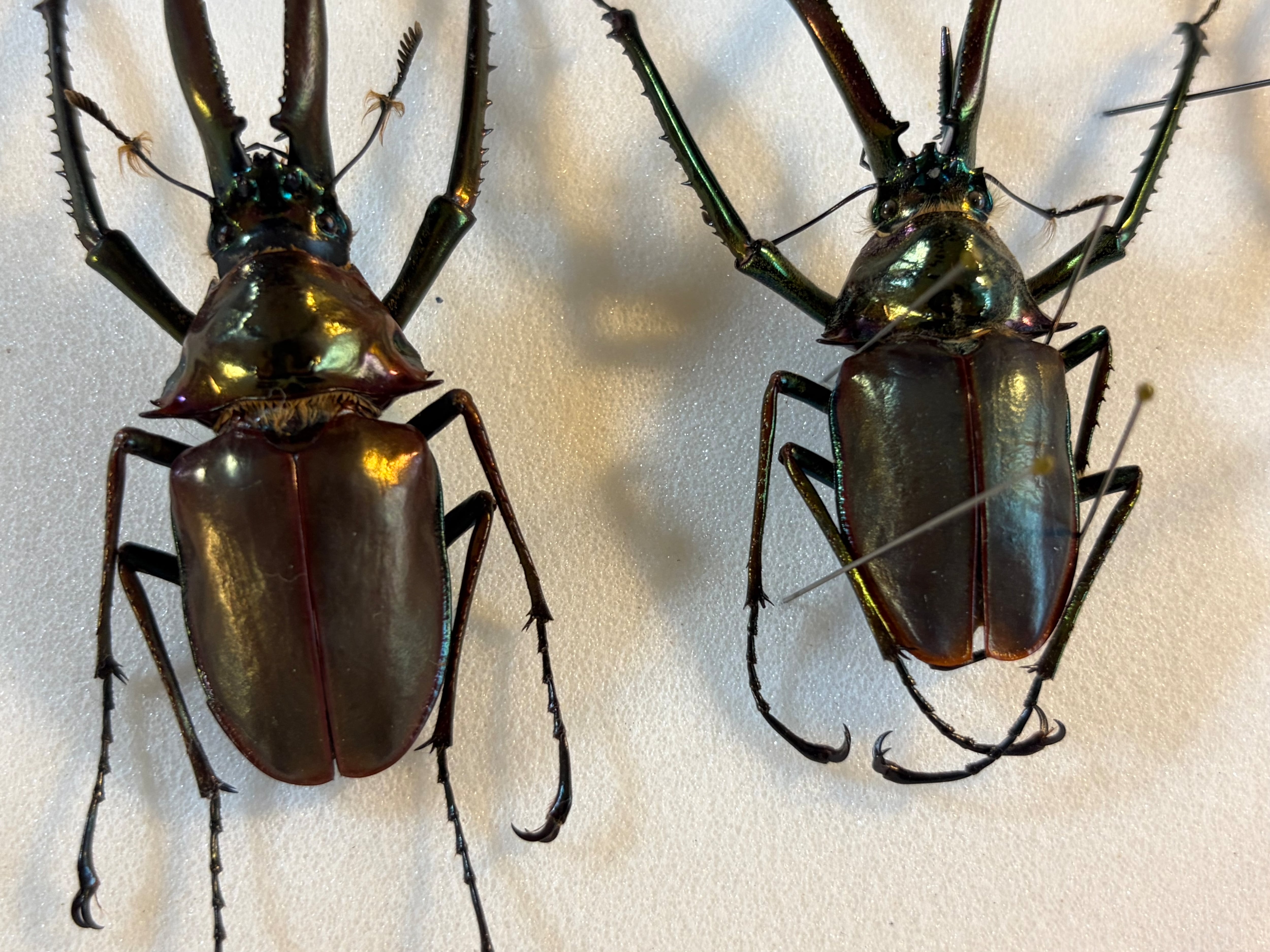 MAX級】わずかにホロメタリクスがかるチリクワガタ Wild 昆虫標本