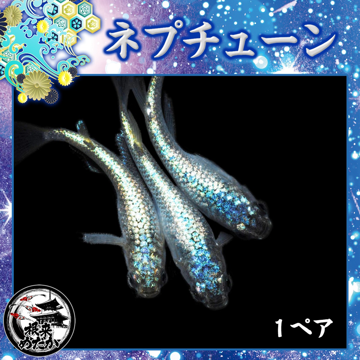 1ペア】ネプチューン | メダカ専門店 根来めだか