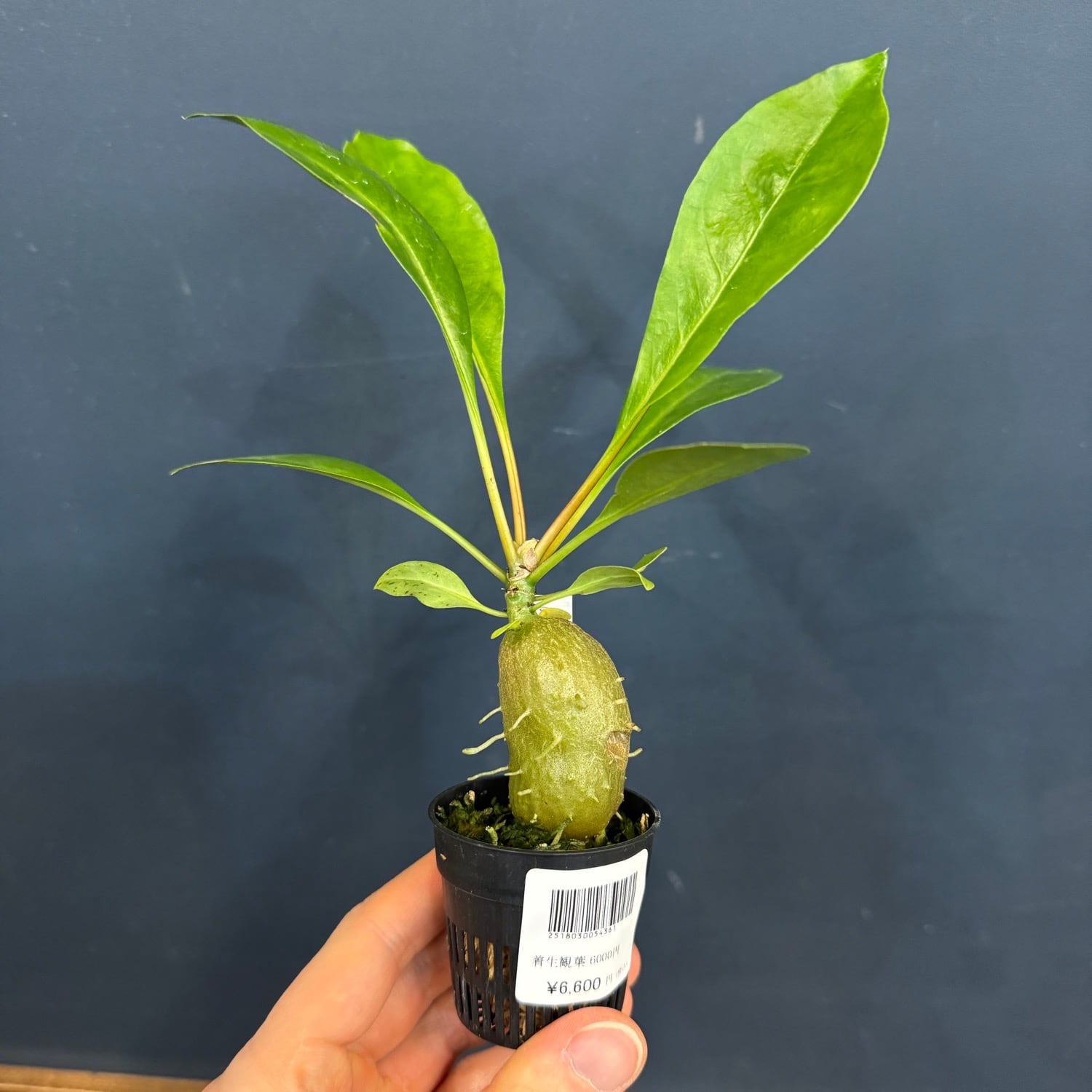 アリ植物 | PROTOLEAF プロトリーフ