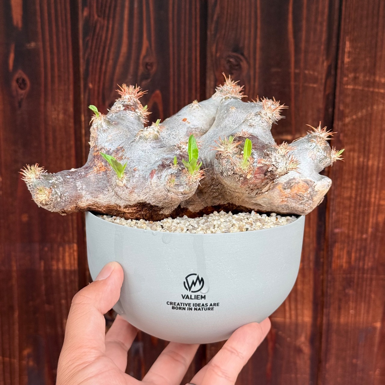植物×鉢】パキホディウム ブレビカリックス 現地球 発根済み × valiem 