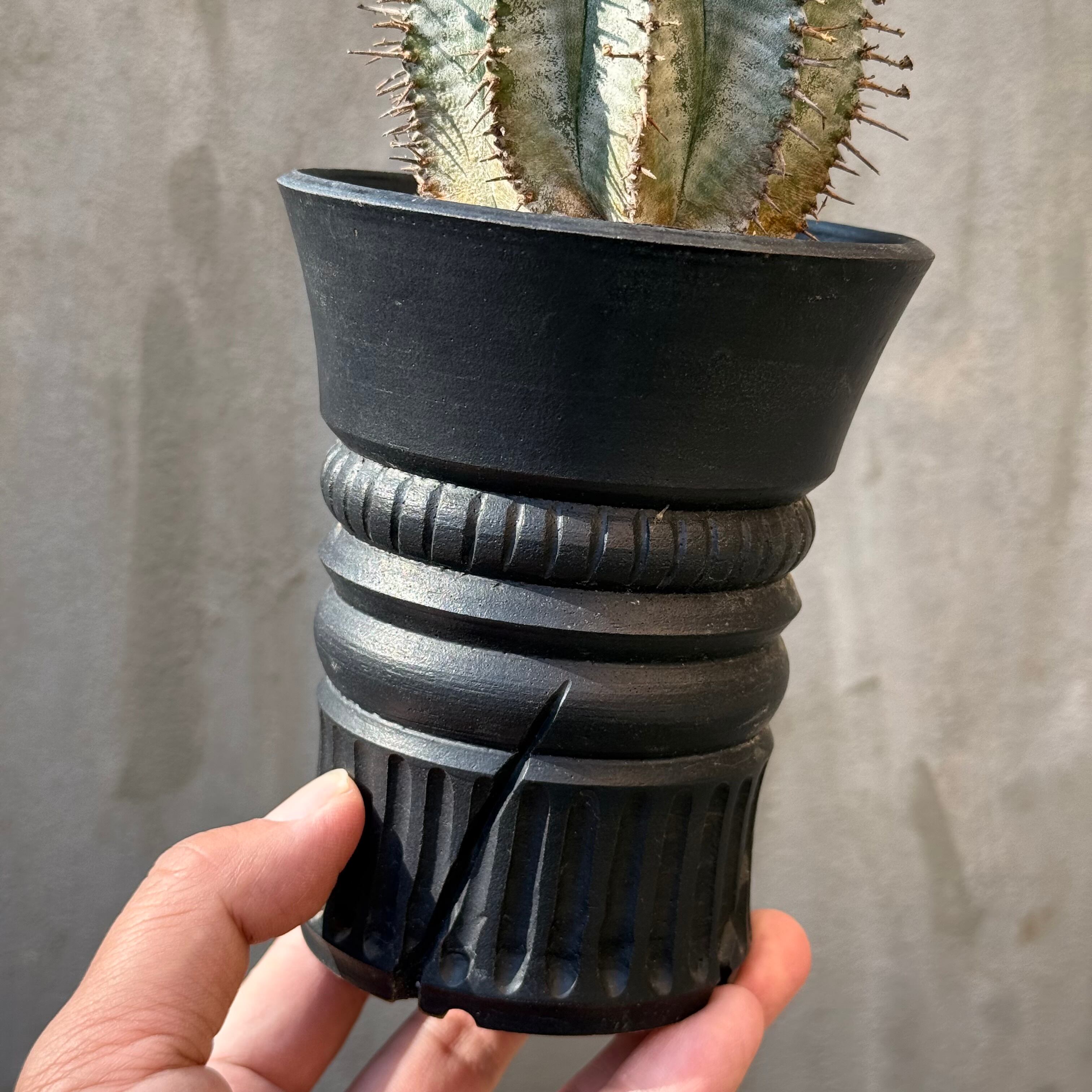 植物×鉢】 ユーフォルビア ホリダ 美株 × WILD FIRE＜台湾＞ 陶器鉢