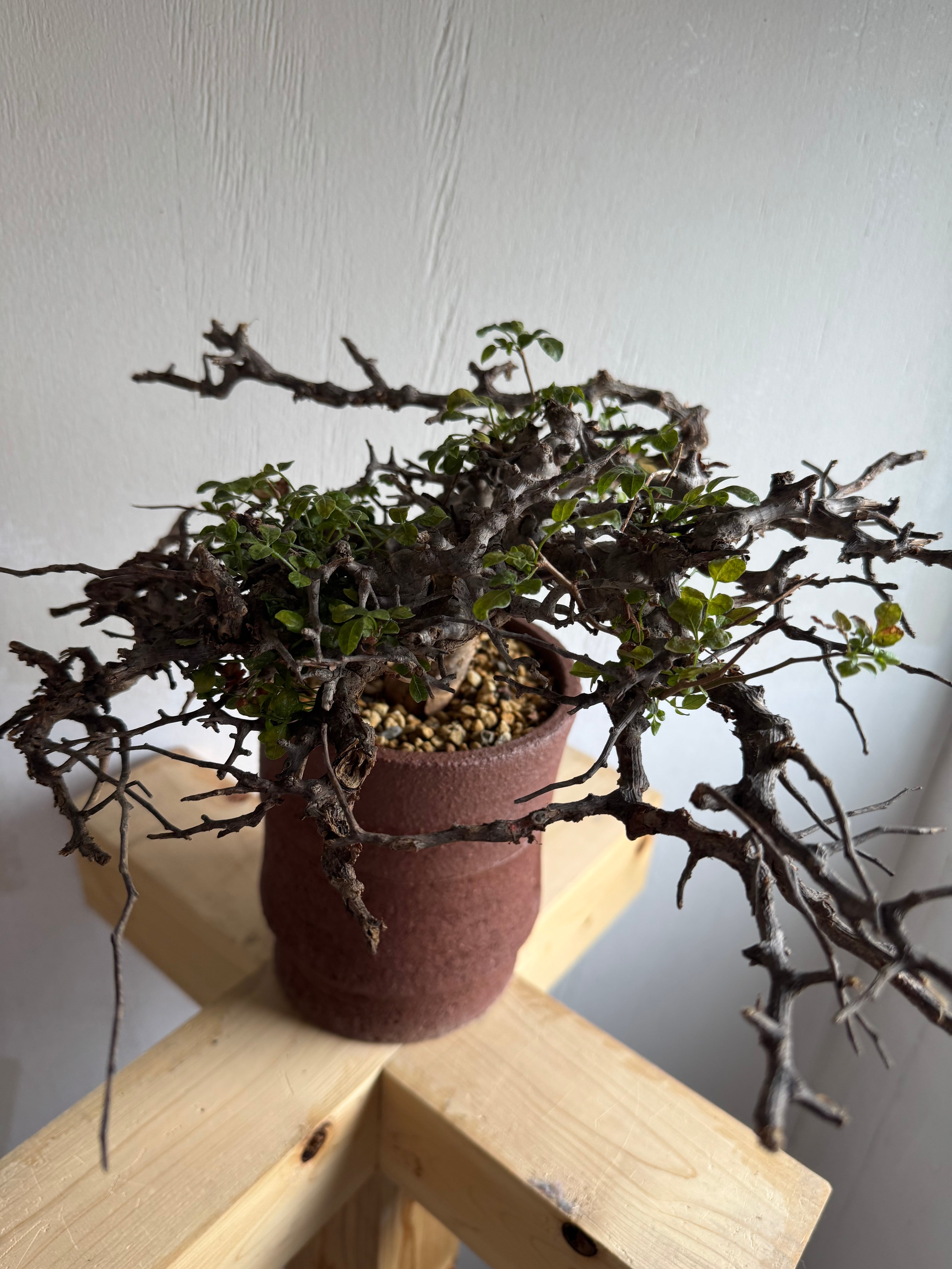 新着】Commiphora Eyl【最高の灌木 ・コンパクトなサイズ感