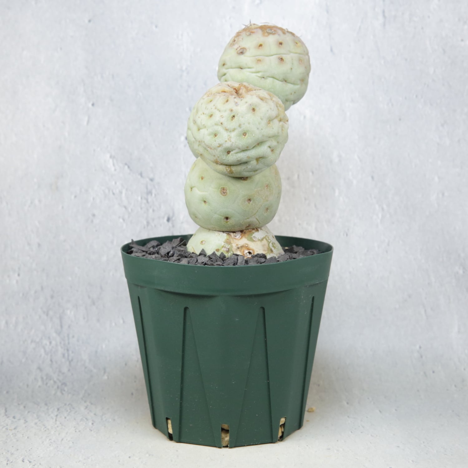 2025輸入　テフロカクタス　種子全量 2025輸入 テフロカクタス 種子全量 テフロカクタス ゲオメトリクス の