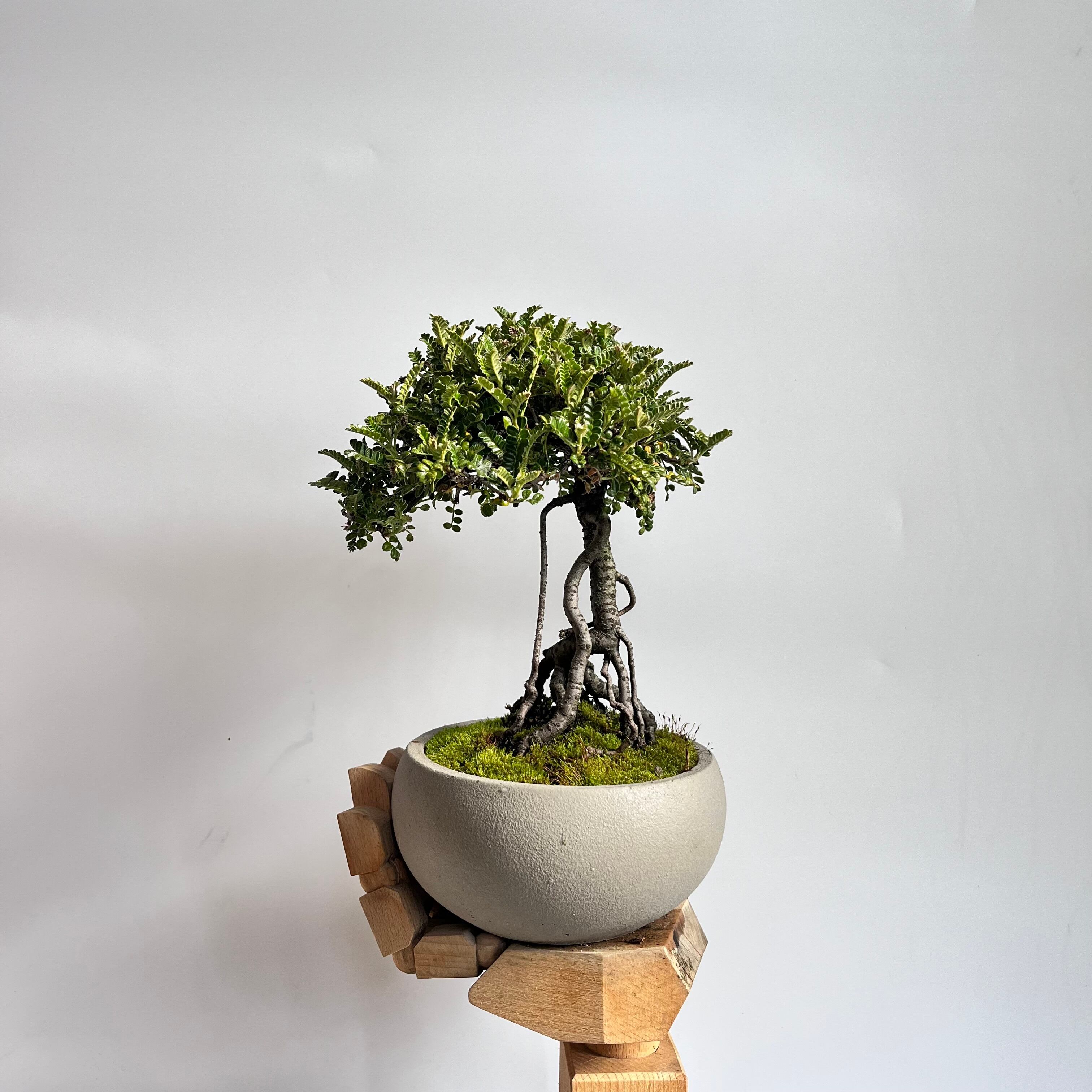 赤松盆栽 半傾崖 盆栽 赤松盆栽 半傾崖 盆栽 8ac3100cfc335dd3d20b79ef929051