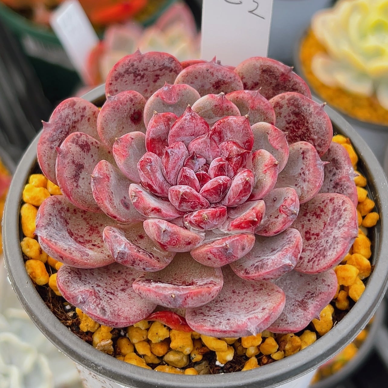 エケべリア 韓国苗 ブラックチェリー 大苗 多肉植物 韓国苗 多肉植物