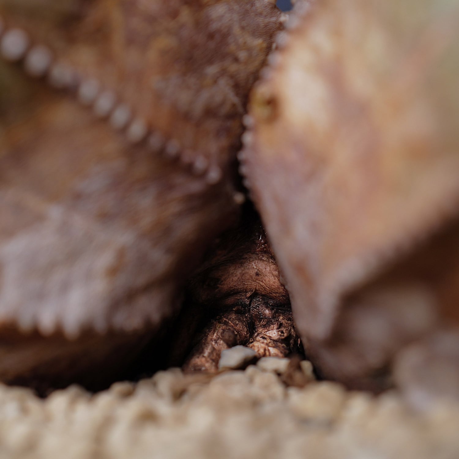 超厳選株】ヴィンテージ 超大株 最大幅 約17cm ダブルヘッド 仔吹き