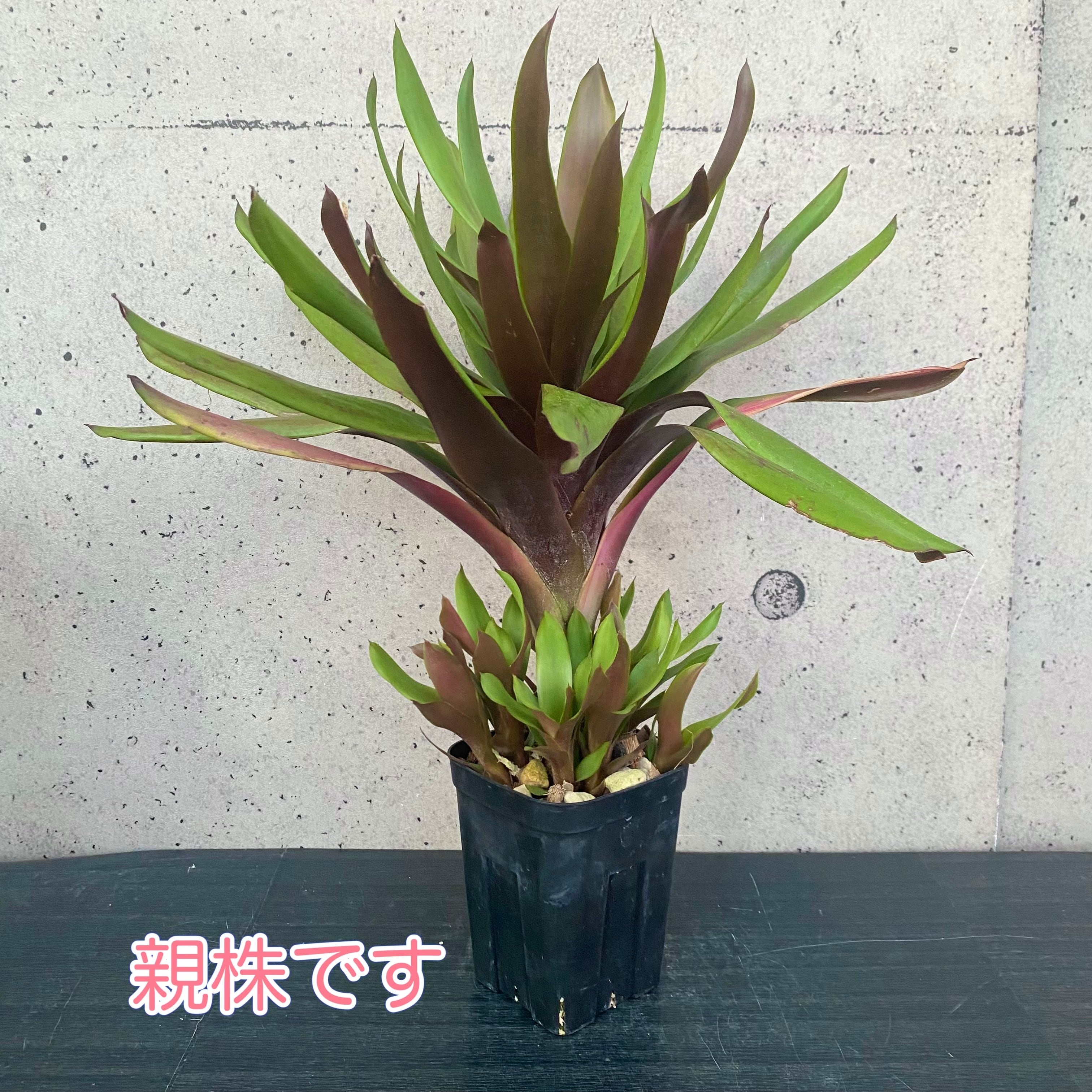タンクブロメリア | Planet Plants プラネットプランツ
