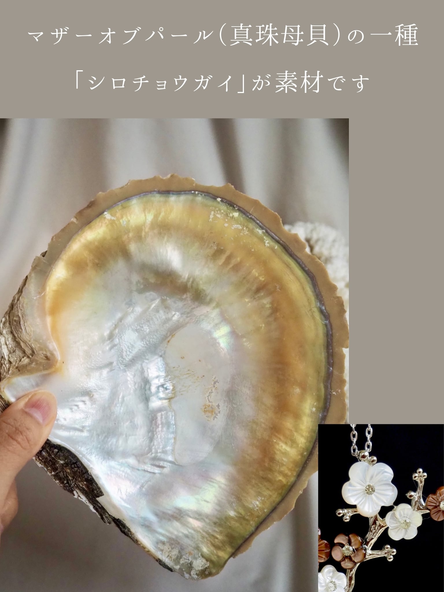 二種のマザーオブパール 咲き枝 ペンダント（シロチョウガイ・マベガイ