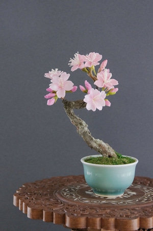 盆栽 桜花 Cherry Tree Bonsai #41