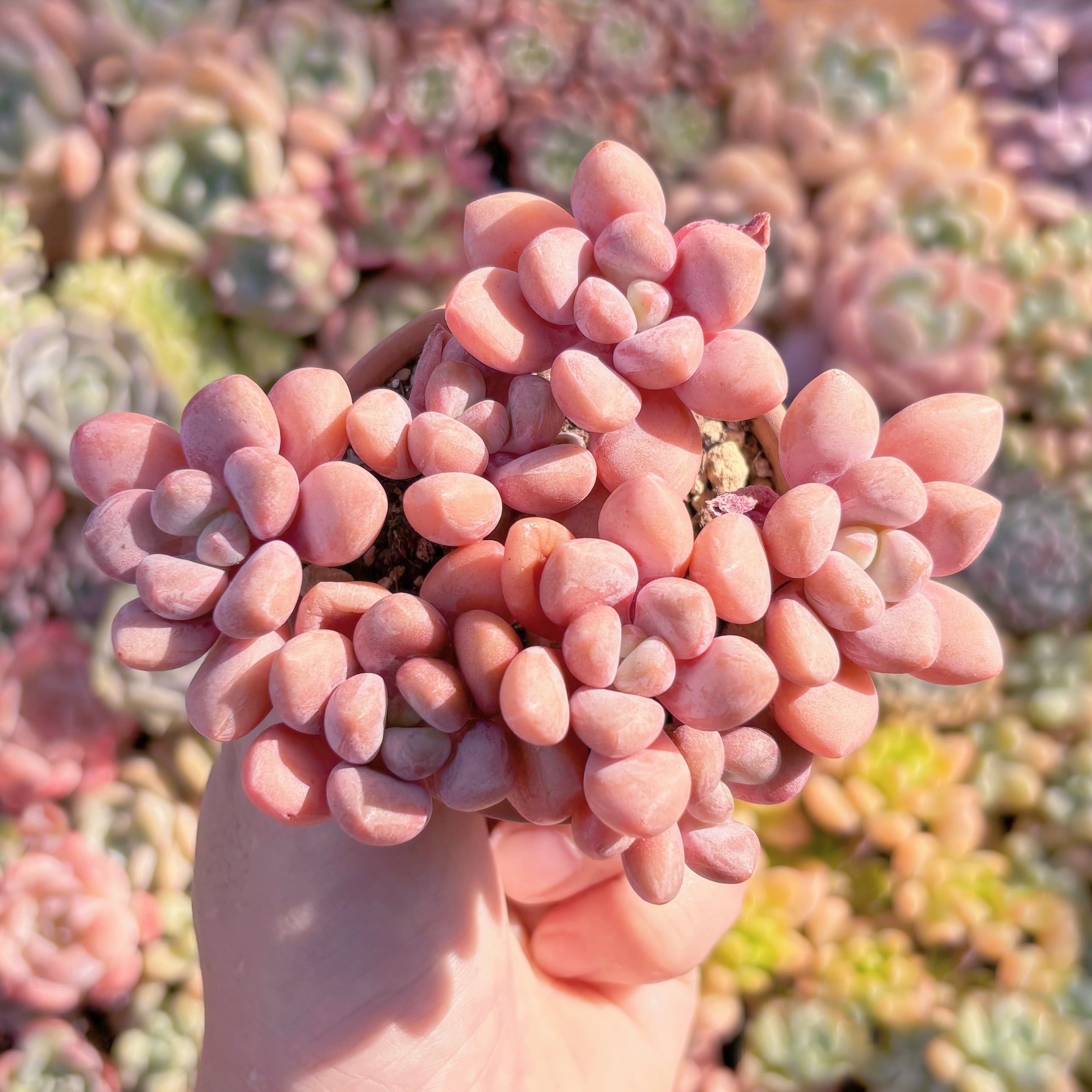 多肉植物　桜桃　群生　新入荷　るる農園