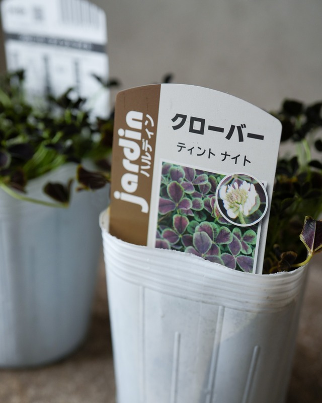 クローバー　ティント　ナイト　3.5号