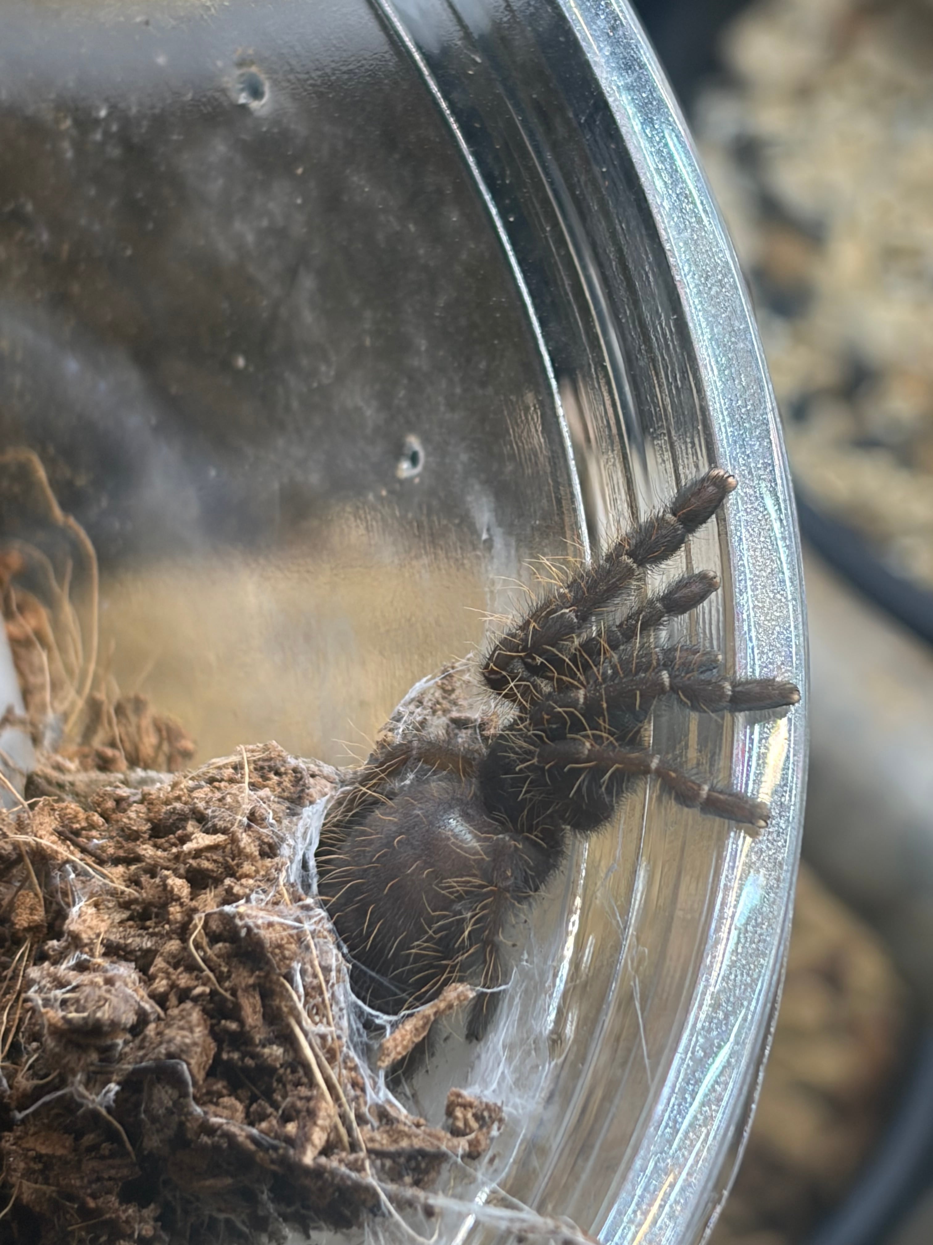 エメラルドシャドーツリースパイダータランチュラOmothymus sp