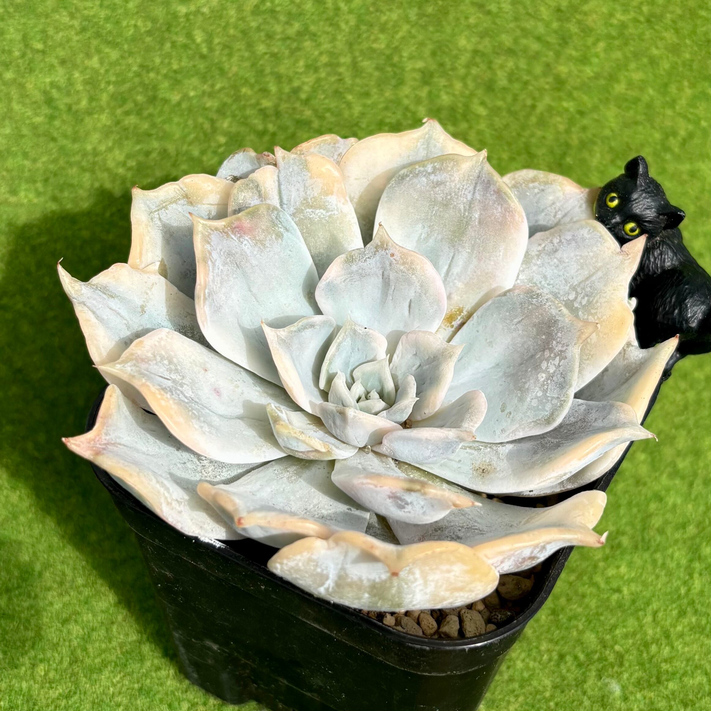 おまとめ中！多肉植物^o^ 葉挿し赤ちゃん全斑！シャンパンライム錦 おまとめ中！多肉植物^o^ 葉挿し赤ちゃん全斑！シャンパンライム錦