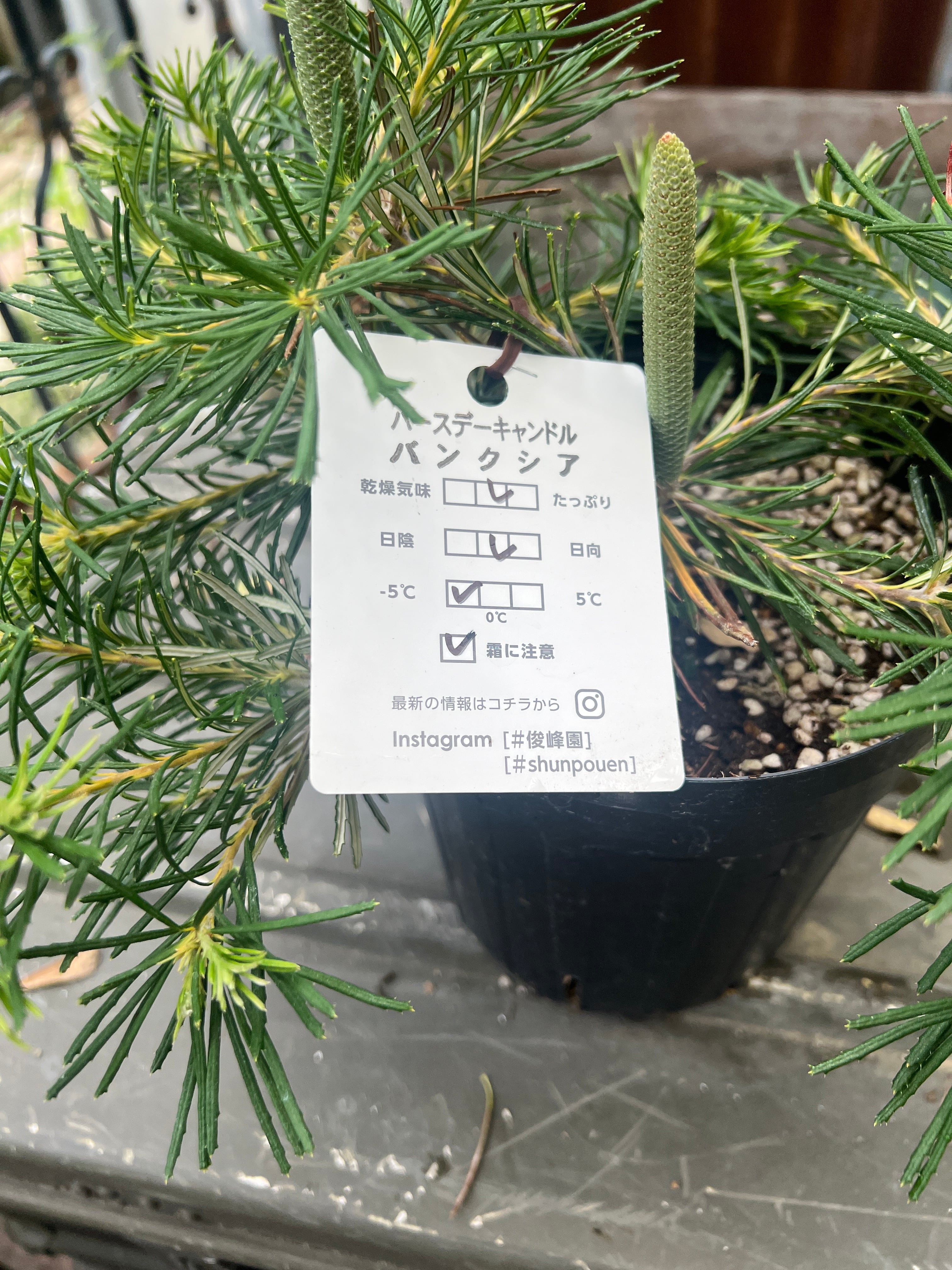 バンクシア バースデーキャンドル④ | 沼ノ上農園