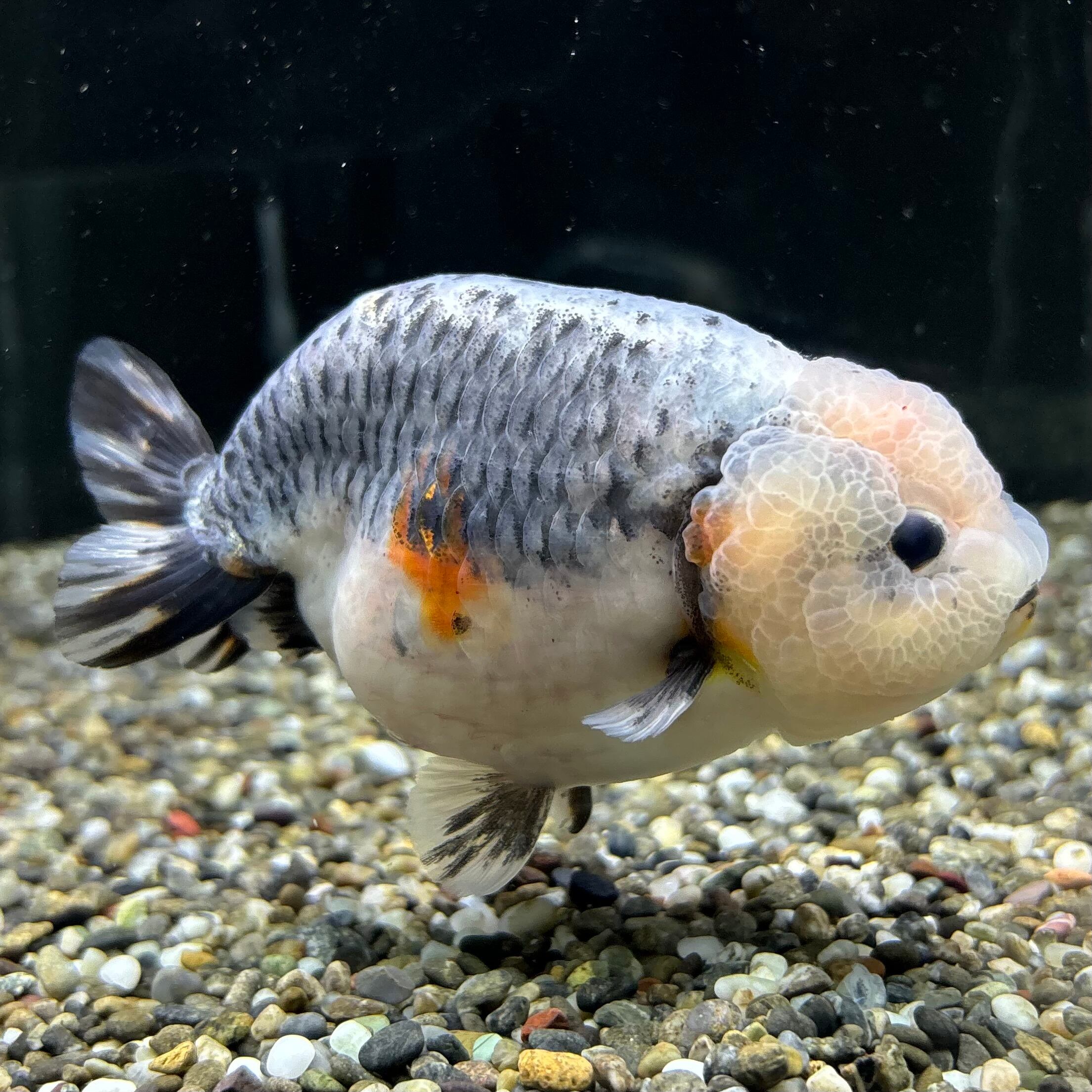 モンスター麒麟らんちゅう金魚 モンスター麒麟らんちゅう金魚