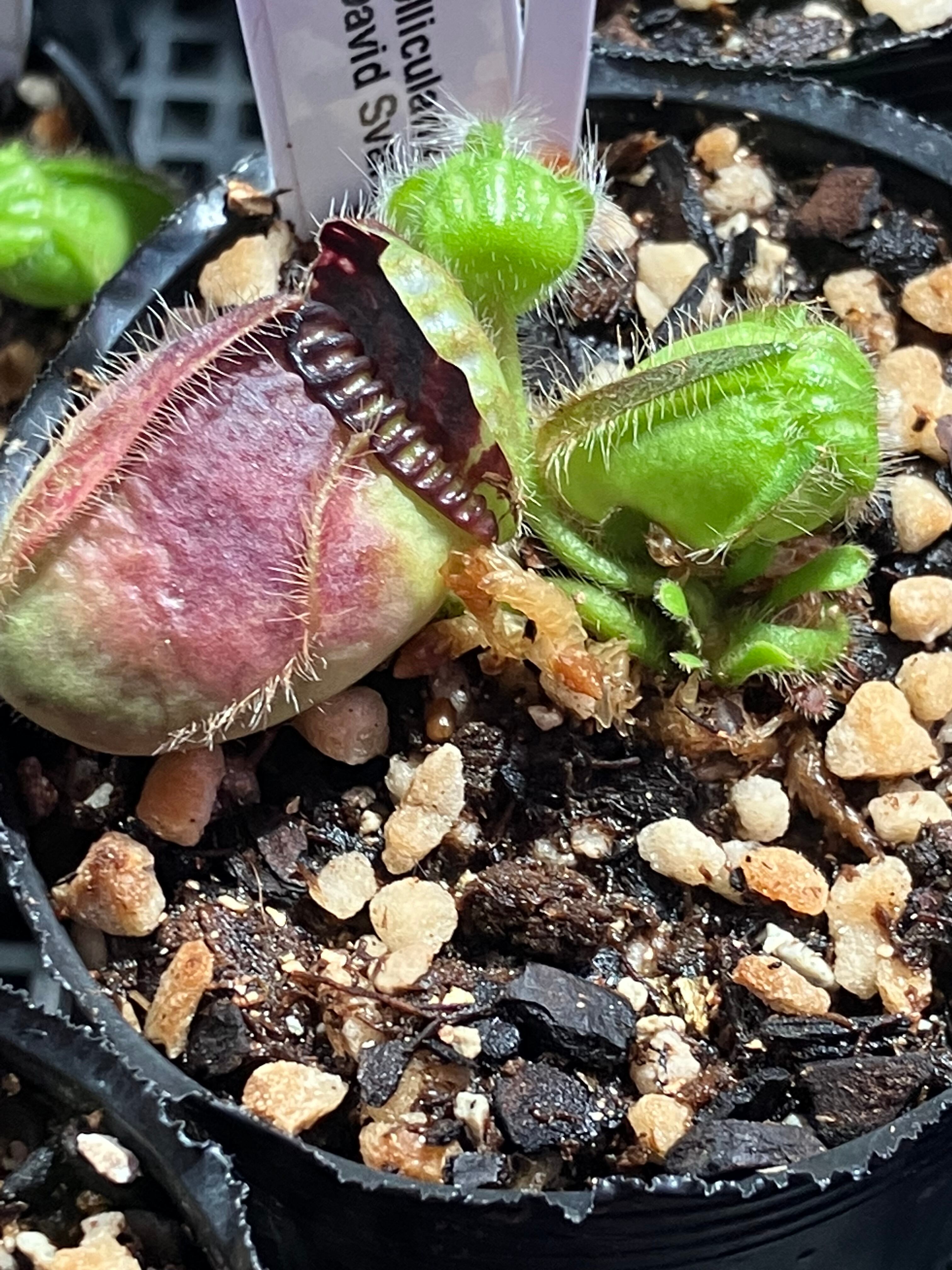 Cephalotus follicularis | cephMania