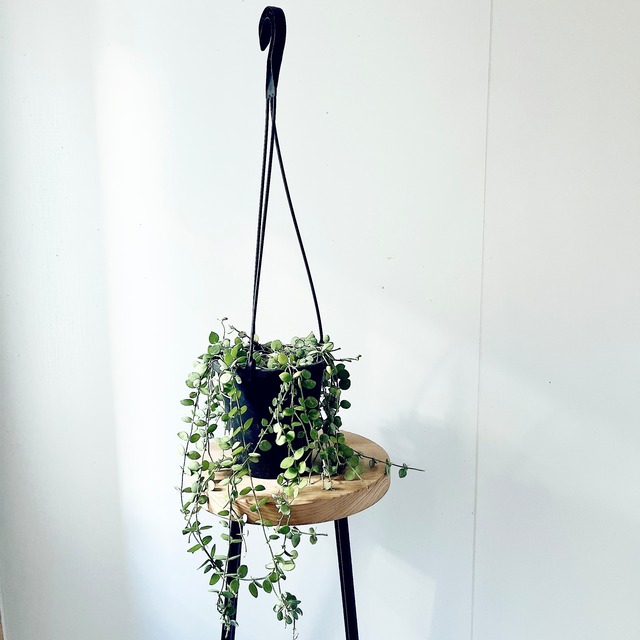 《人気商品》ディスキディア ヌンムラリア ハンギング 観葉植物 calm cafe