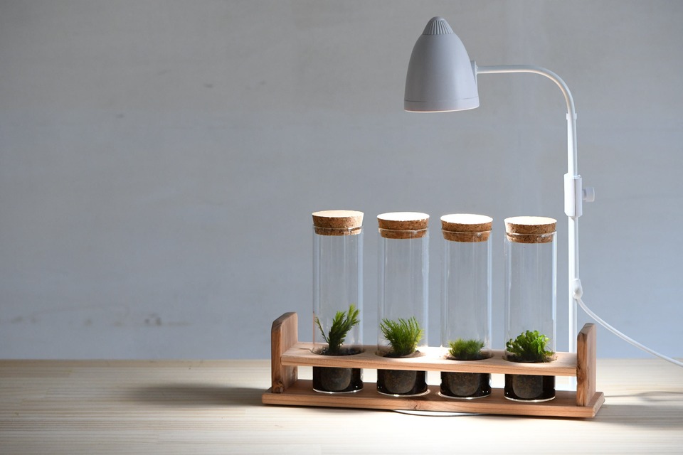Japanese Moss Terrarium with LED lighting, Mosslight White Brand new