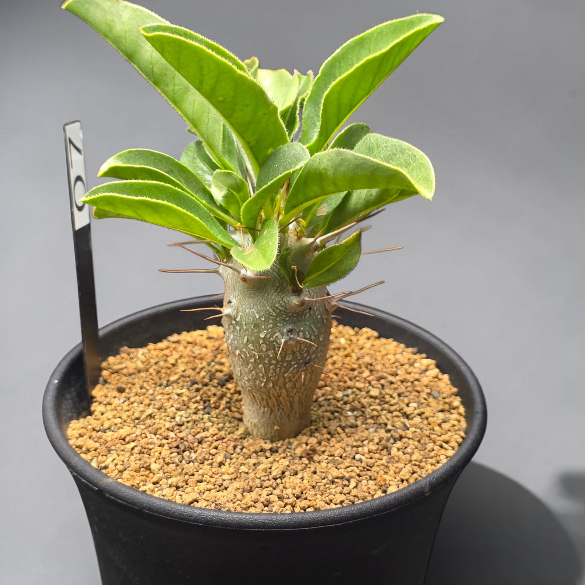 パキポディウム・サンデルシー 実生株 (和名：白馬城 / Pachypodium