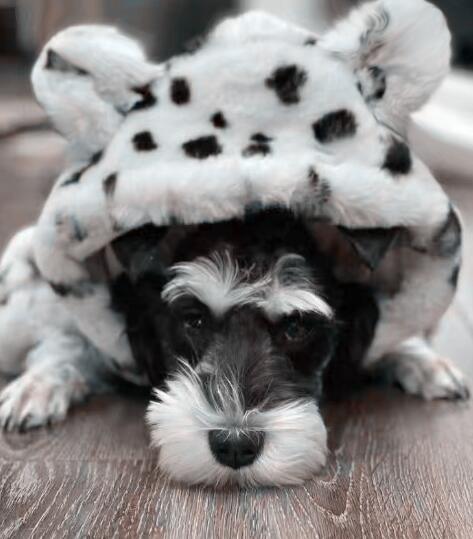 《予約》№1102751 うしさんファーパーカー