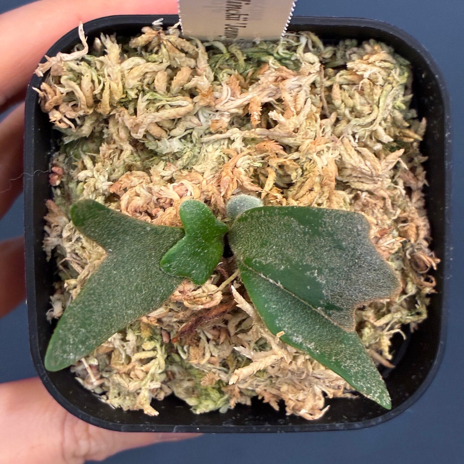Chiki　ビカクシダ P.willinckii Jenny +給水器5個 Chiki ビカクシダ P.willinckii Jenny +給水器5個 クリアランス
